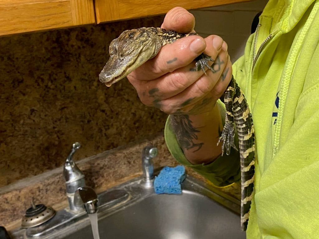 The baby alligator after it was cleaned up by workers Friday, April 28, 2023, at the wastewater treatment plant operated by t