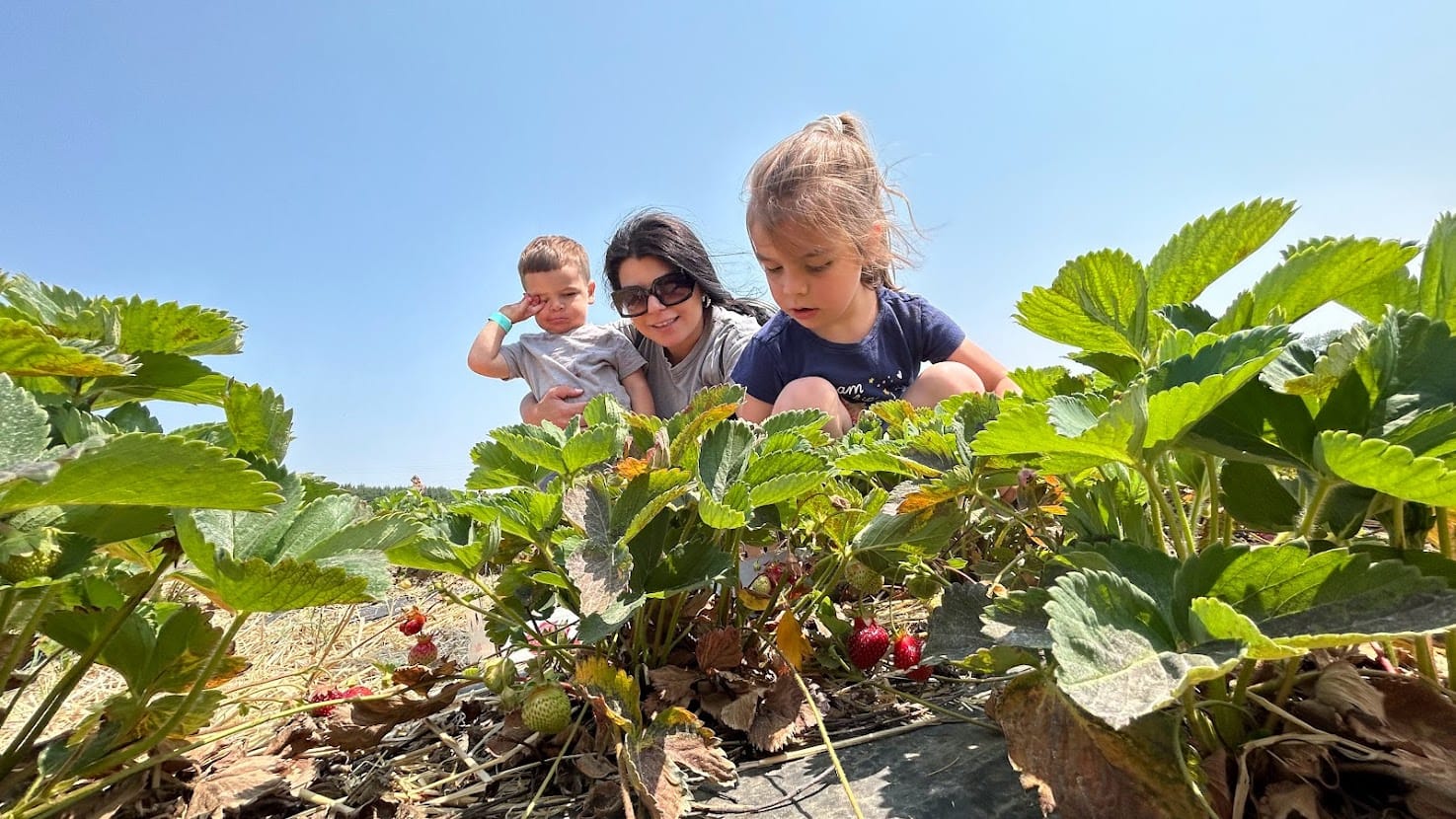 Carolin Mourani and her children pick strawberries at Valley Fruits and Veggies.