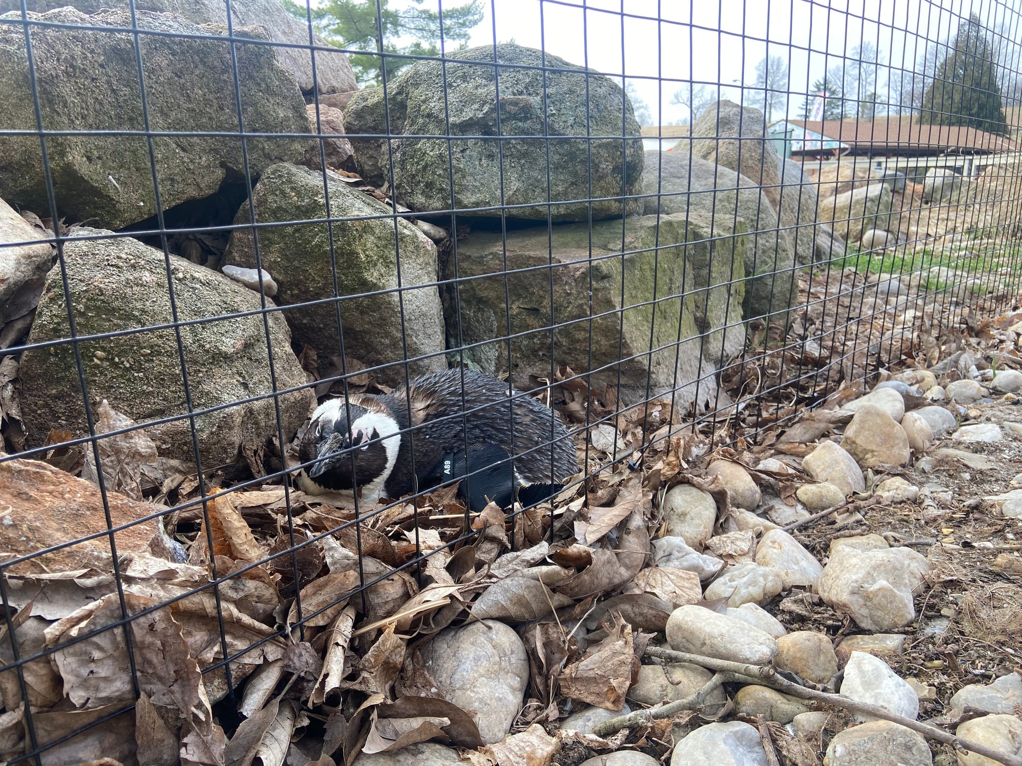 Three African penguins recently joined the Lehigh Valley Zoo's colony, bringing the total to 14. Cogsworth, LeFou and Lumiere