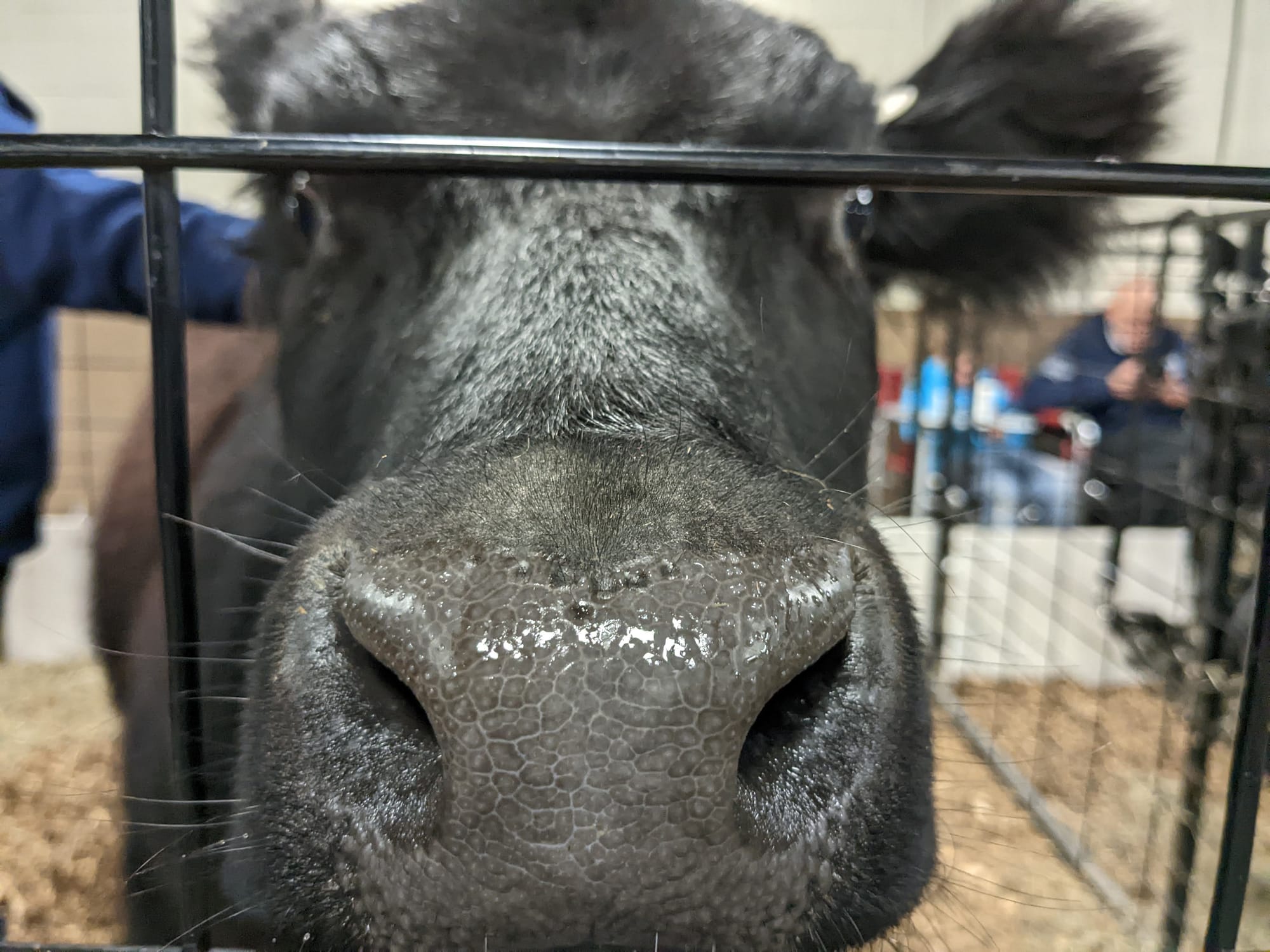 Lucky, a black Angus heifer, sniffs for treats as part of the Winter Wonderland Extravaganza at Allentown's Agriplex Sunday.
