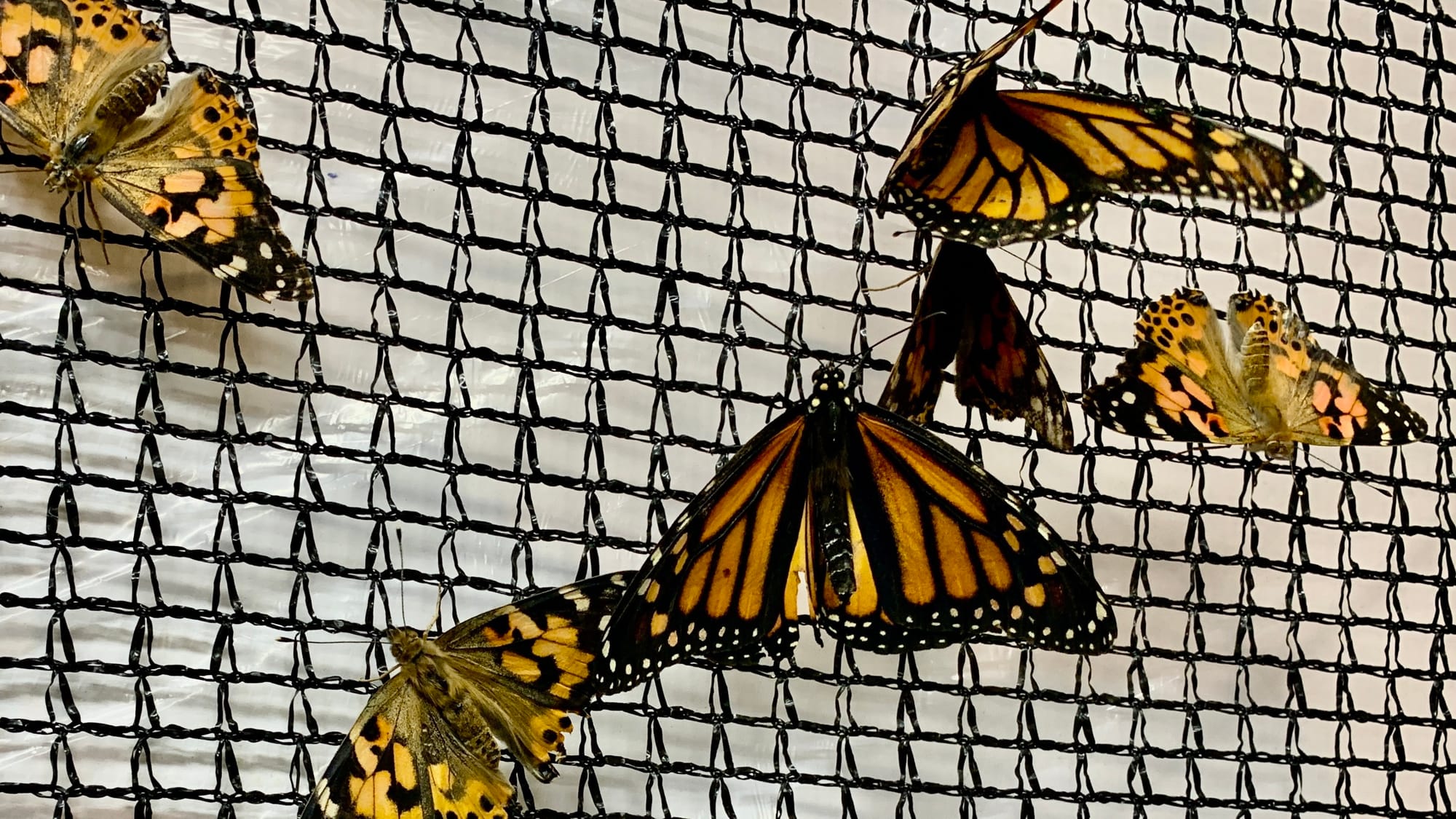 Butterflies at the Folk's Butterfly Farm display.