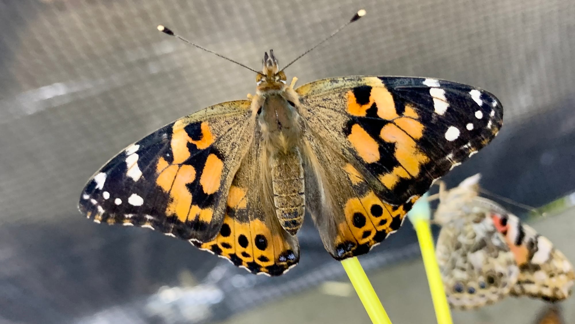 A butterfly at the Folk's Butterfly Farm display.