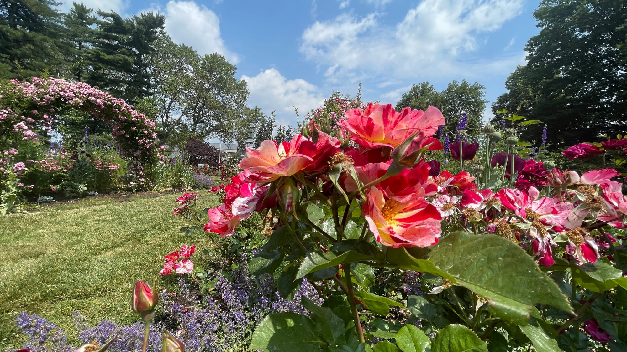 Visitors were out and about in the Rose Garden on Saturday, as the farmers' market took place nearby.