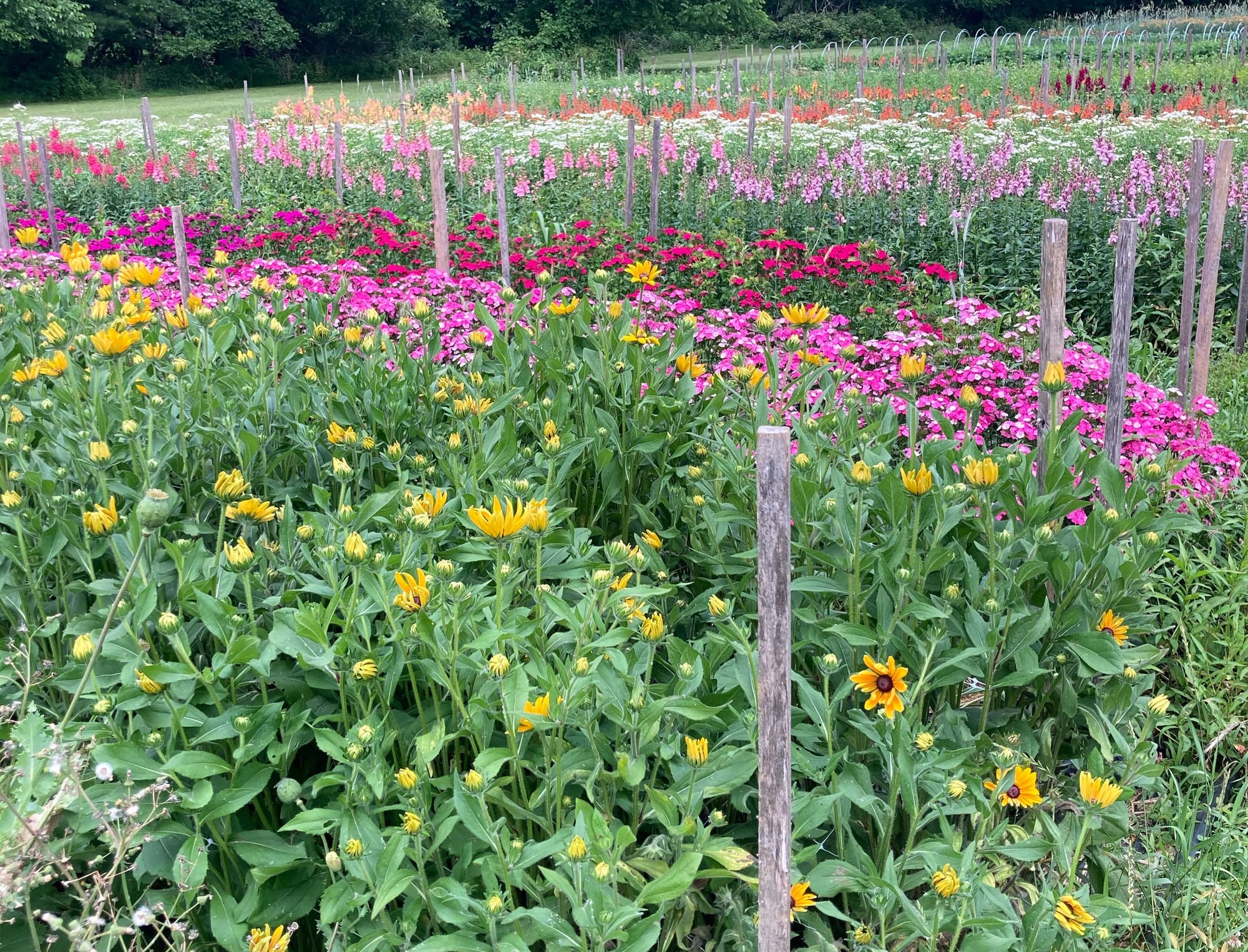 Fields of flowers at Bee Well Blooms in Upper Saucon Township