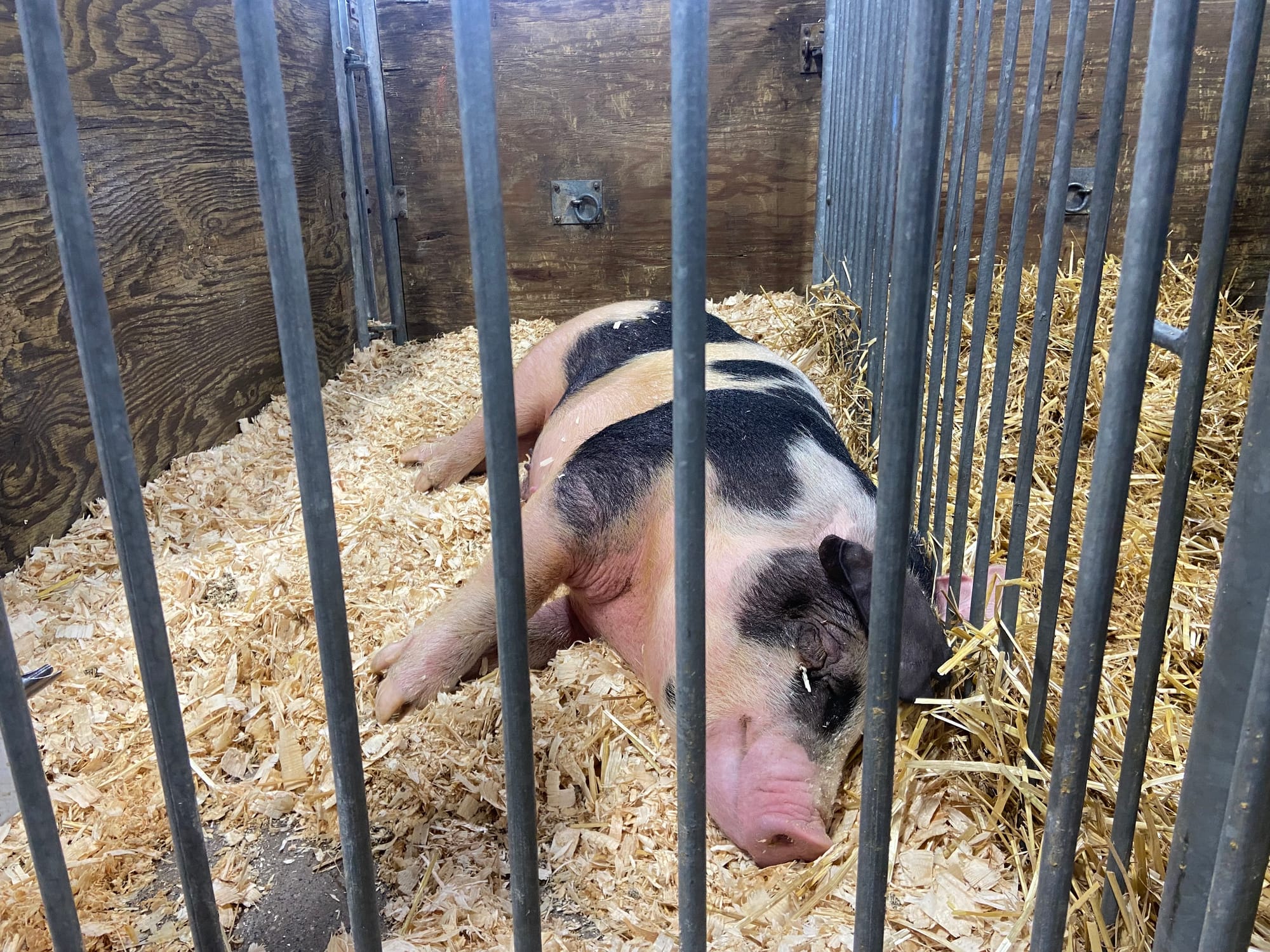 The 109th PA Farm Show opened Friday. Billed as the largest indoor agricultural event in the world, it includes 24 acres of a