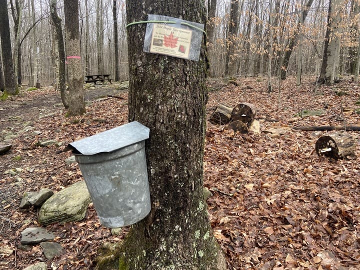 Educators guided visitors through the history of maple syrup production at the Monroe County Conservation District’s Singing 