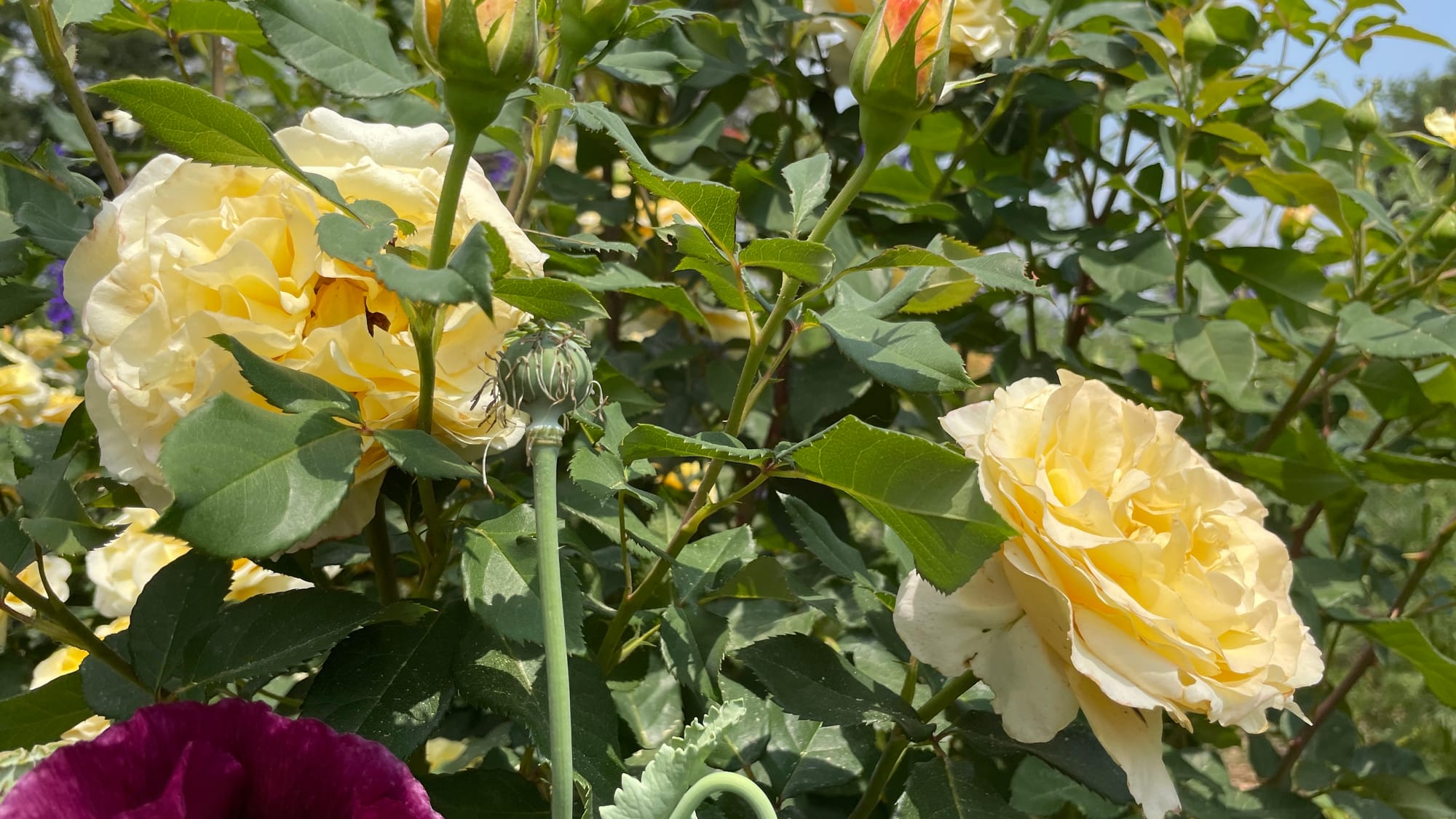 Winter Sun roses.