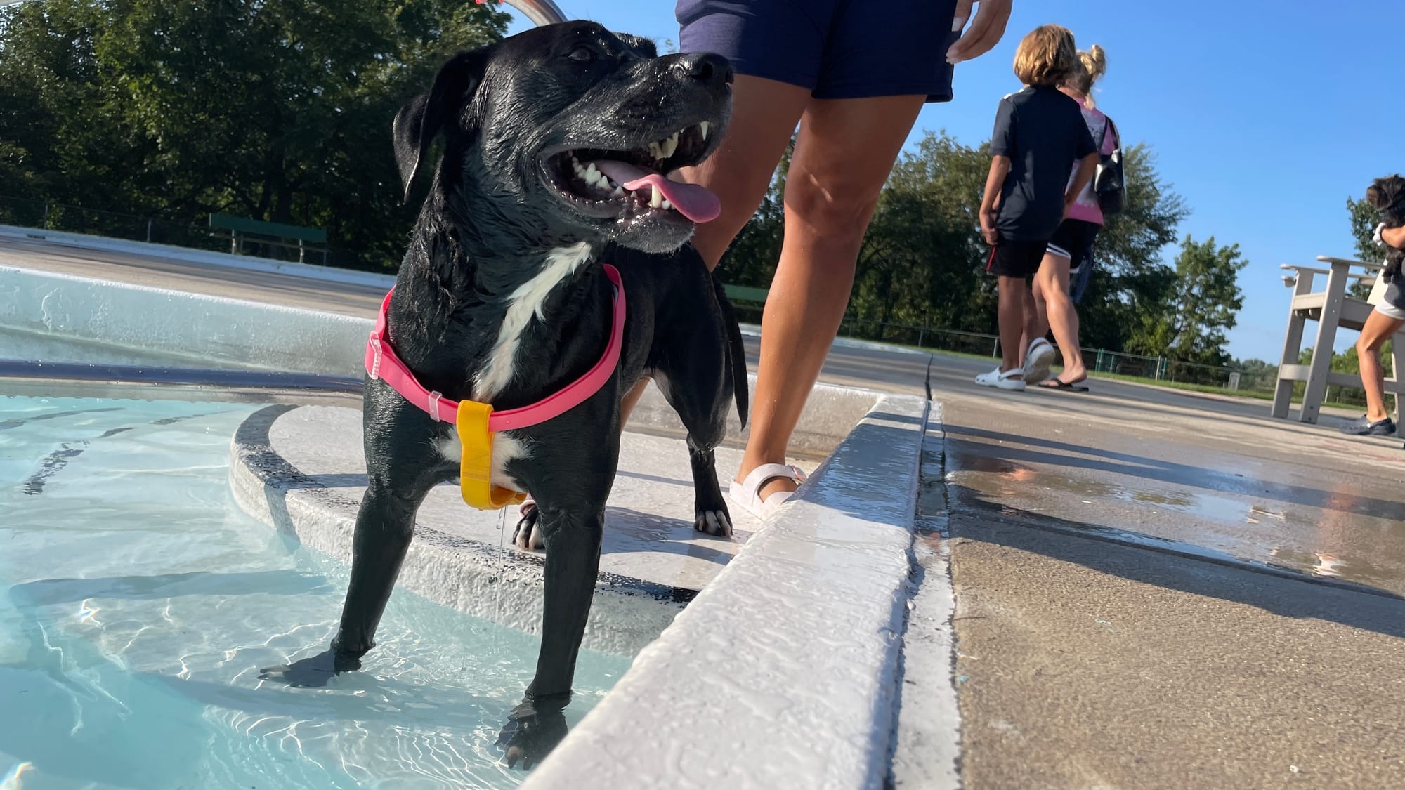 Diesel, 3, a Labrador mix, puts a couple paws in the water at the 18th Annual Doggie Dip Days of Allentown. Photo taken on Au