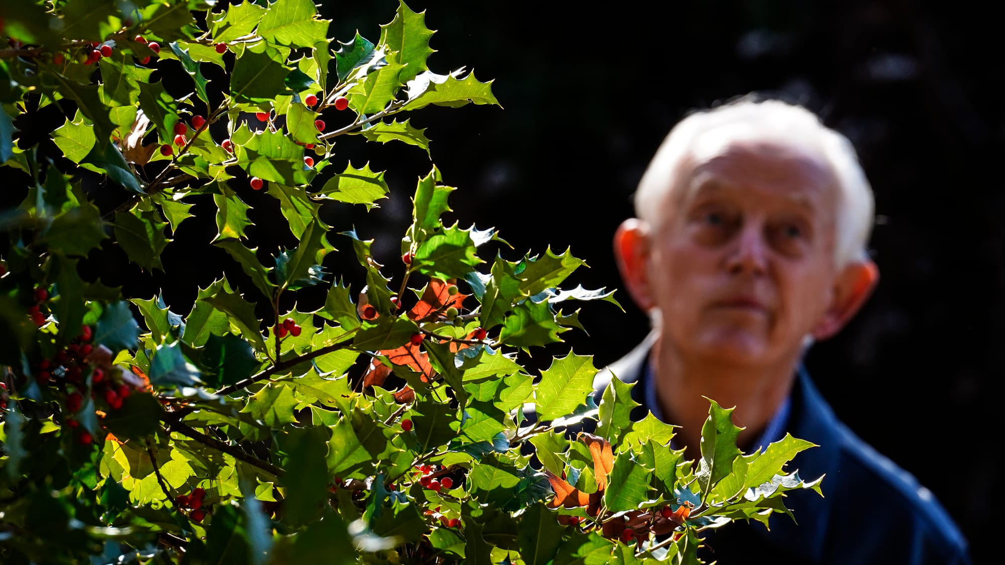 Fred Buse looks at the holly in his backyard. Fred Buse, 87, of South Whitehall Township, has been tracking climate change in