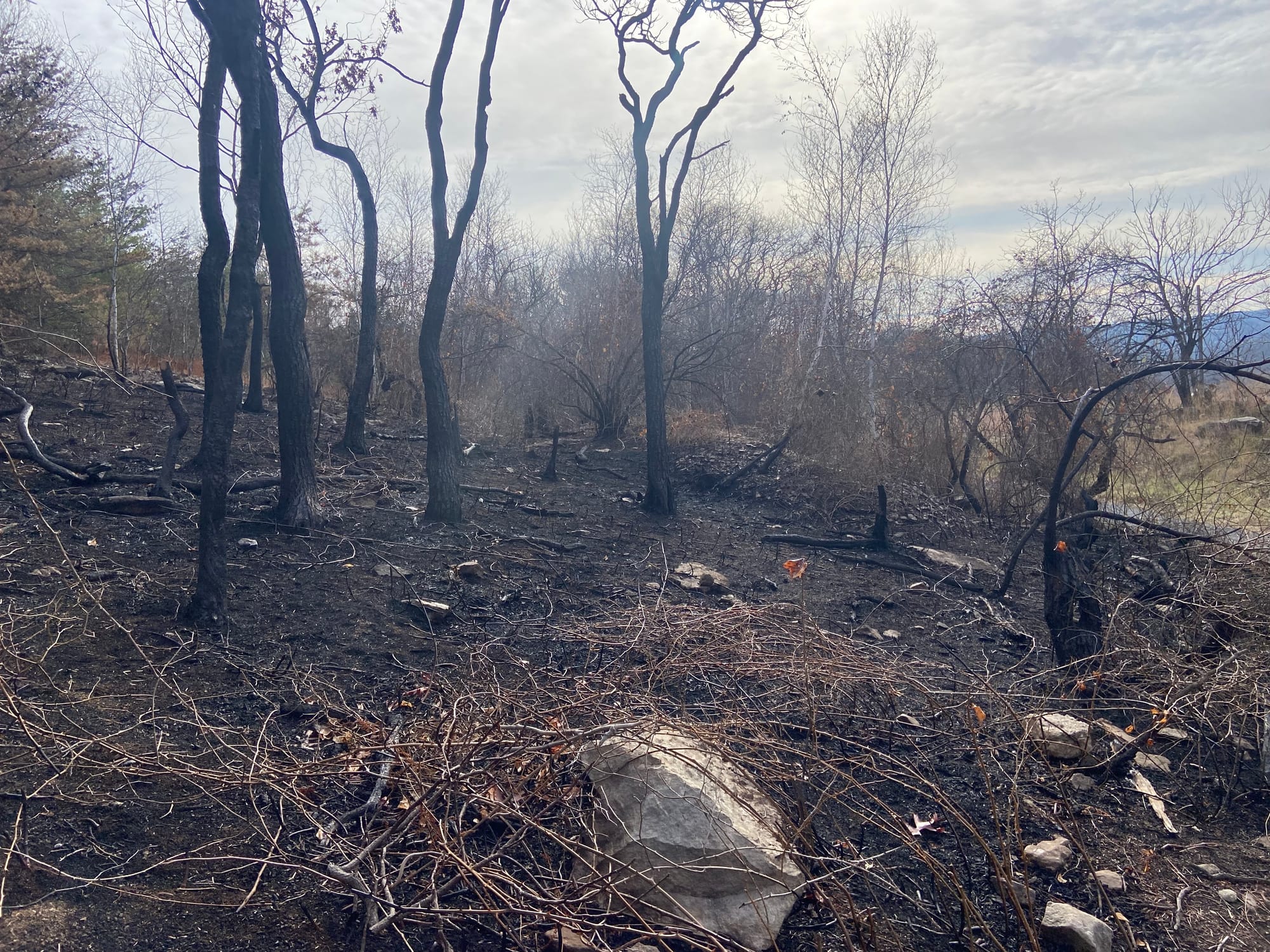 Heavily charred landscape in the aftermath of the Blue Mountain fire. Photo taken Wednesday, Nov. 27, 2024.