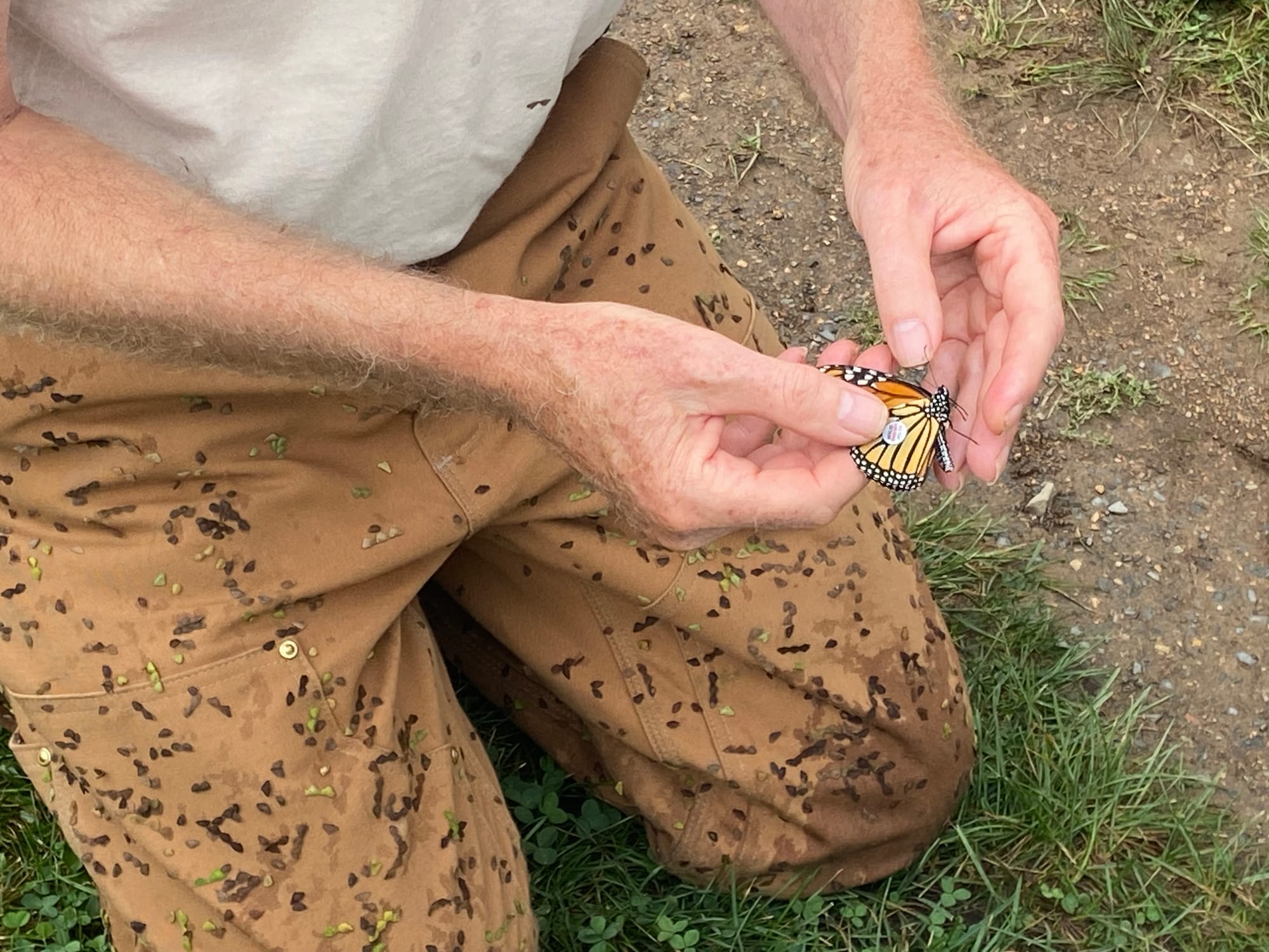 Officials at Jacobsburg Environmental Education Center on Wednesday held their annual "Monarch Madness" event for adults. Vol