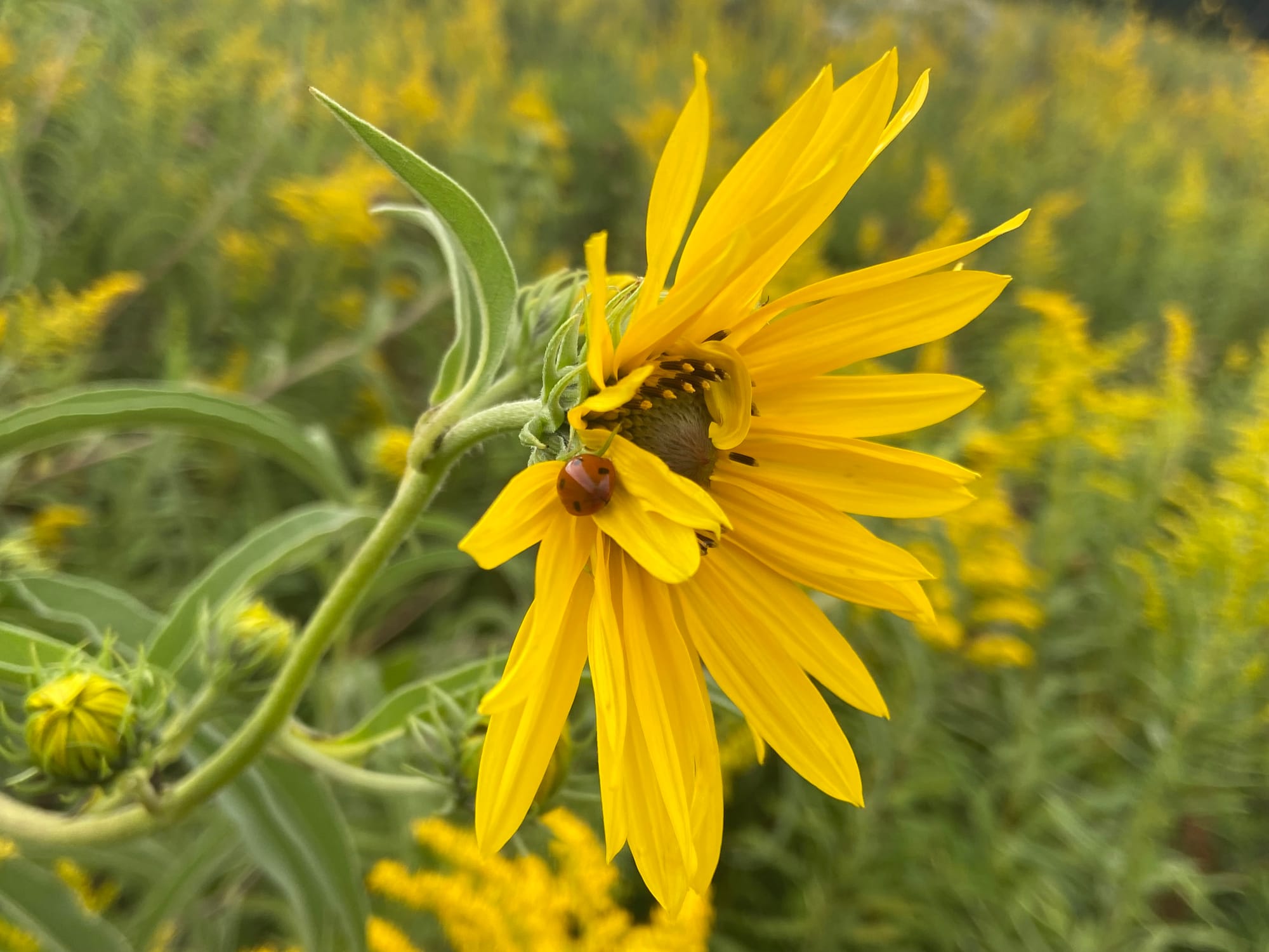 Officials at Jacobsburg Environmental Education Center on Wednesday held their annual "Monarch Madness" event for adults. Vol