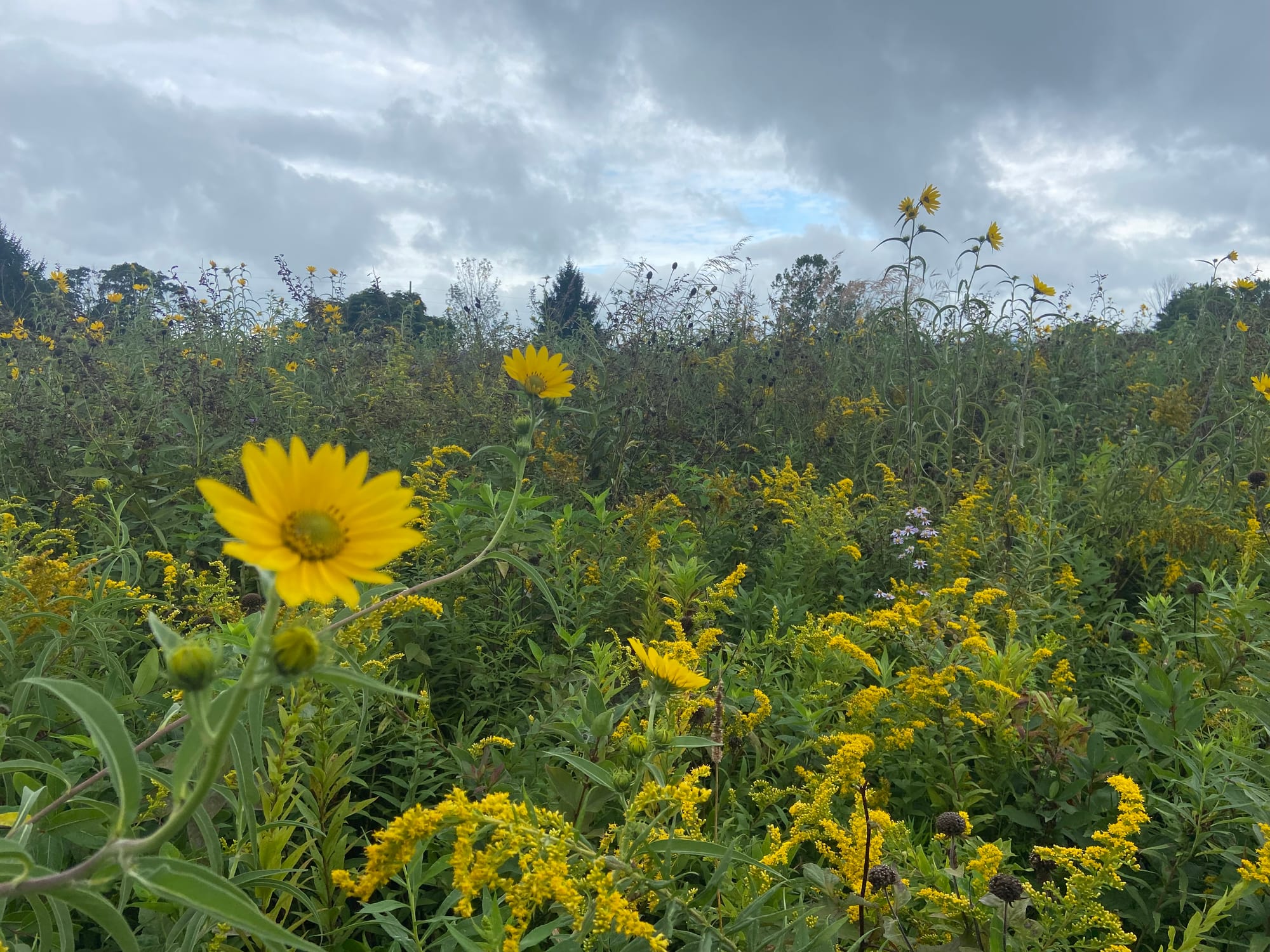 Officials at Jacobsburg Environmental Education Center on Wednesday held their annual "Monarch Madness" event for adults. Vol