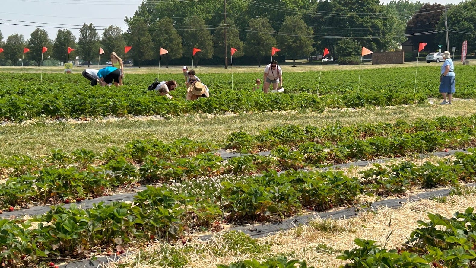 People picking at Valley Fruits and Veggies on a June day.