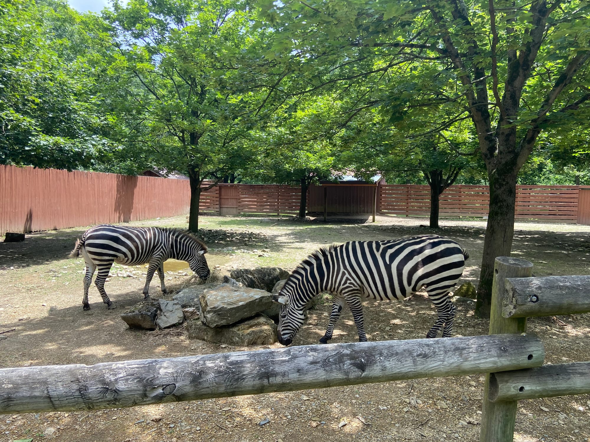 The Lehigh Valley Zoo on Tuesday held its annual "Independence Day Celebration." The event included patriotic enrichment for 