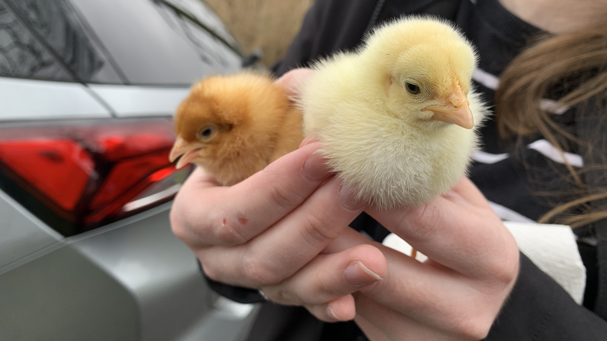 Baby chicks on their way to the Blue Mountain School District.