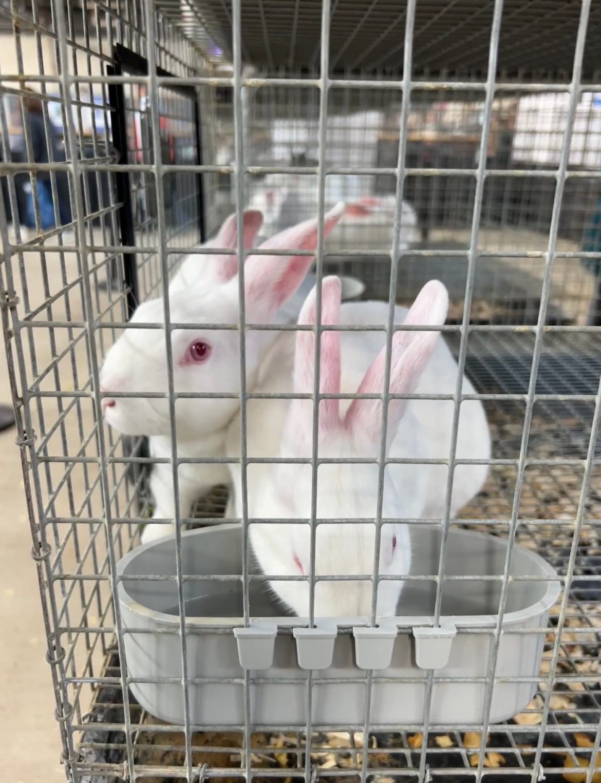Photo of two rabbits at the 2023 Pennsylvania Farm Show.