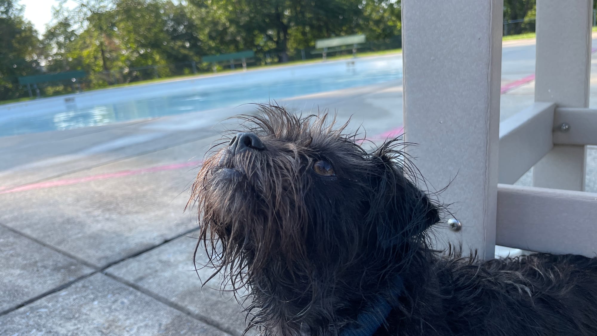 Something catches the eye of Kiwi, 5, a Terrier mix, at the 18th Annual Doggie Dip Days of Allentown. Photo taken on Aug. 19,