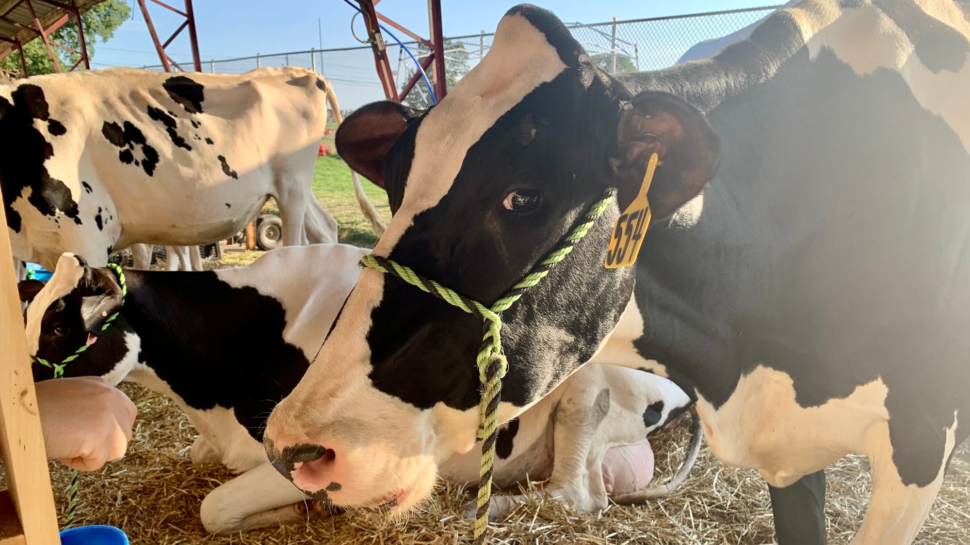 Cows on display the Great Allentown Fair.
