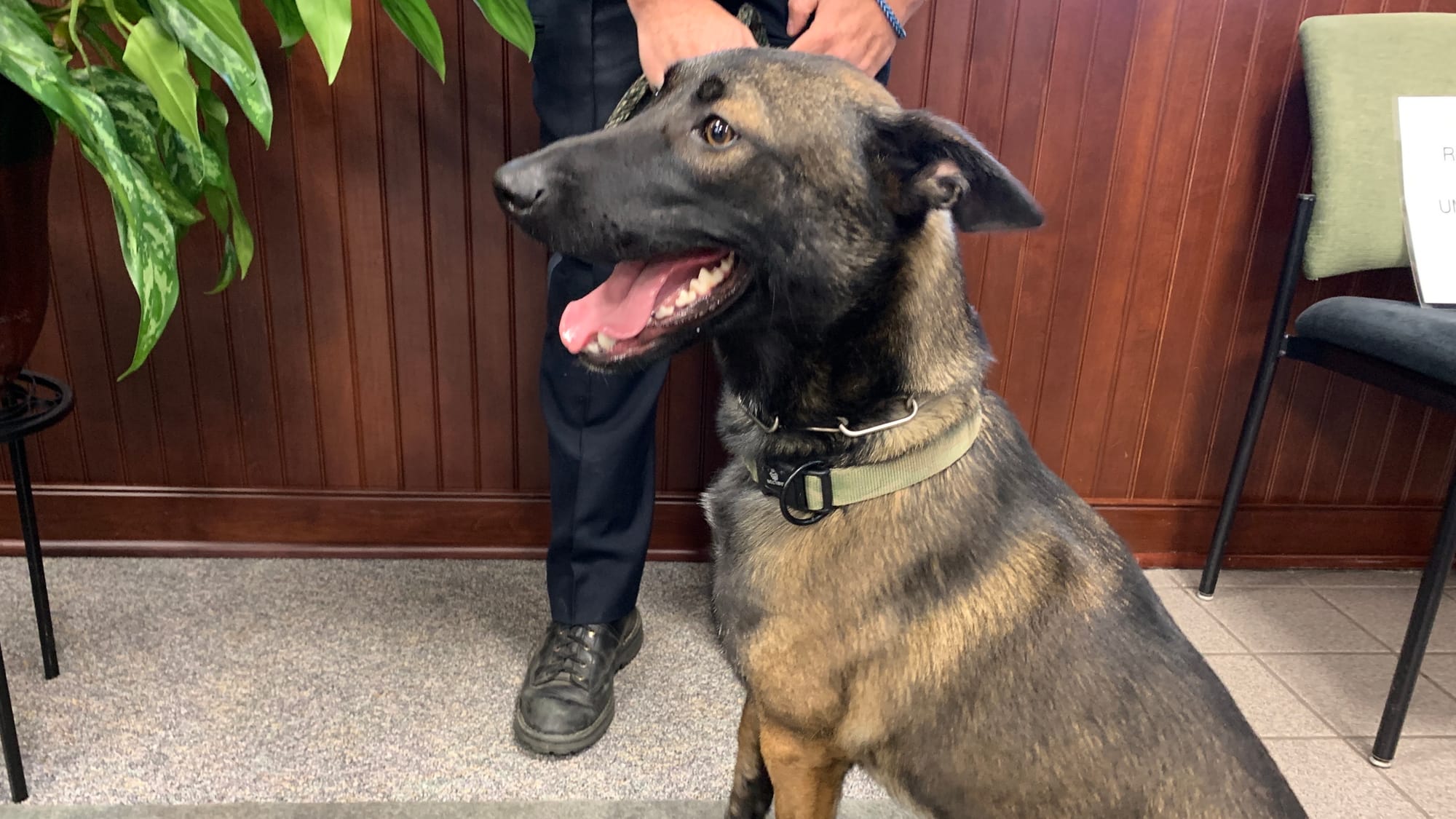 K-9 Nyala at the Upper Macungie Board of Supervisors meeting.