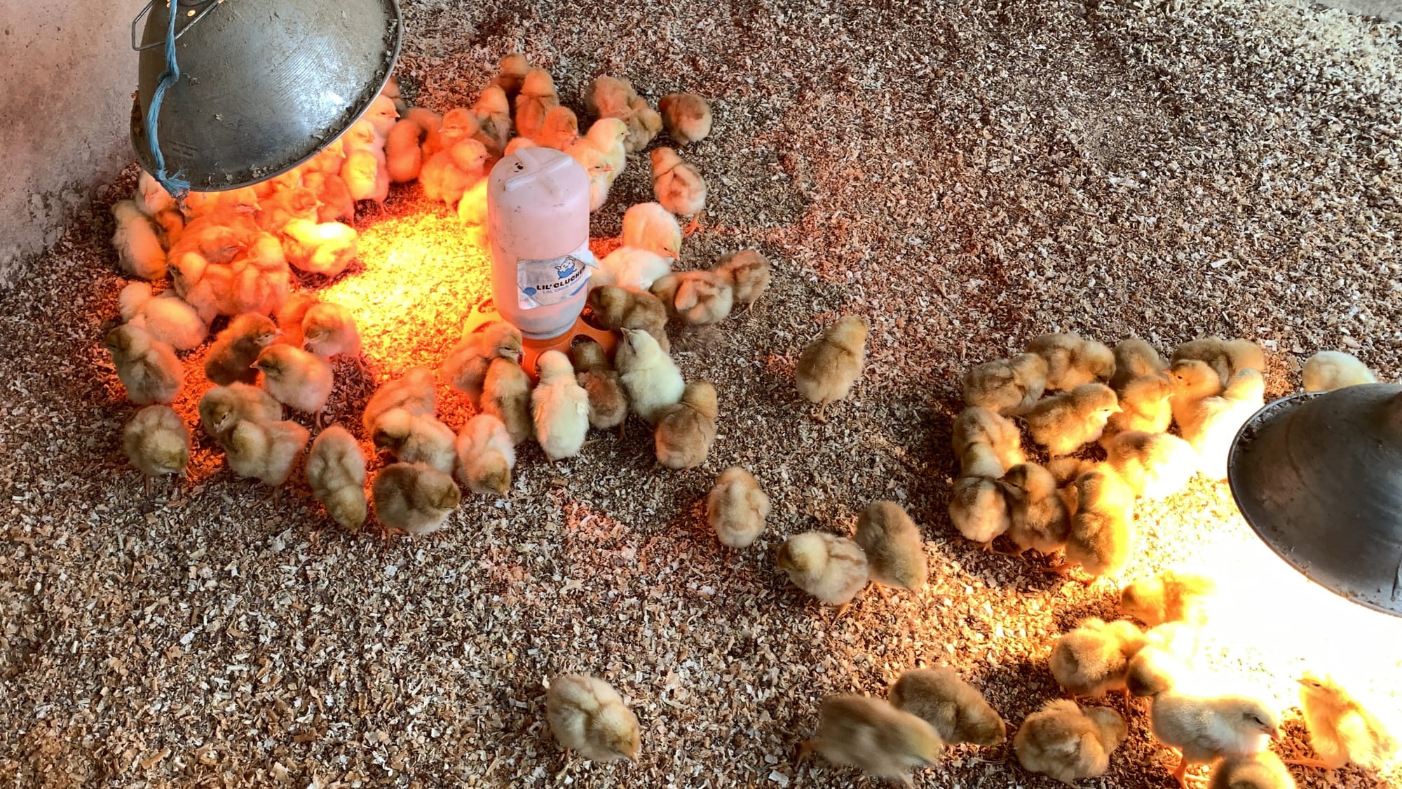Baby chicks at Willow Haven Farm.