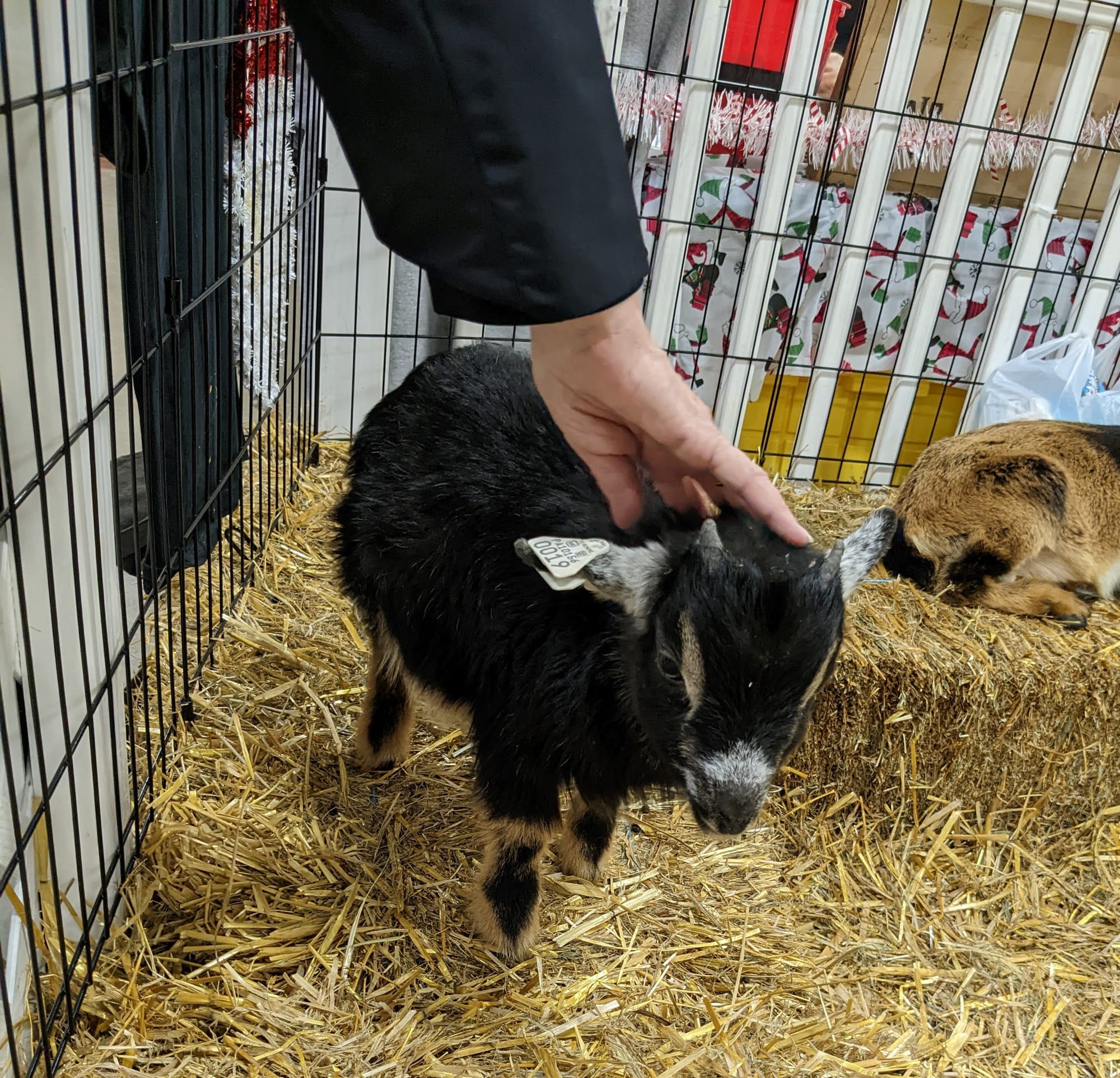 A baby goat gets a pet from an attendee at the Allentown Winter Wonderland Extravaganza's petting zoo Sunday.