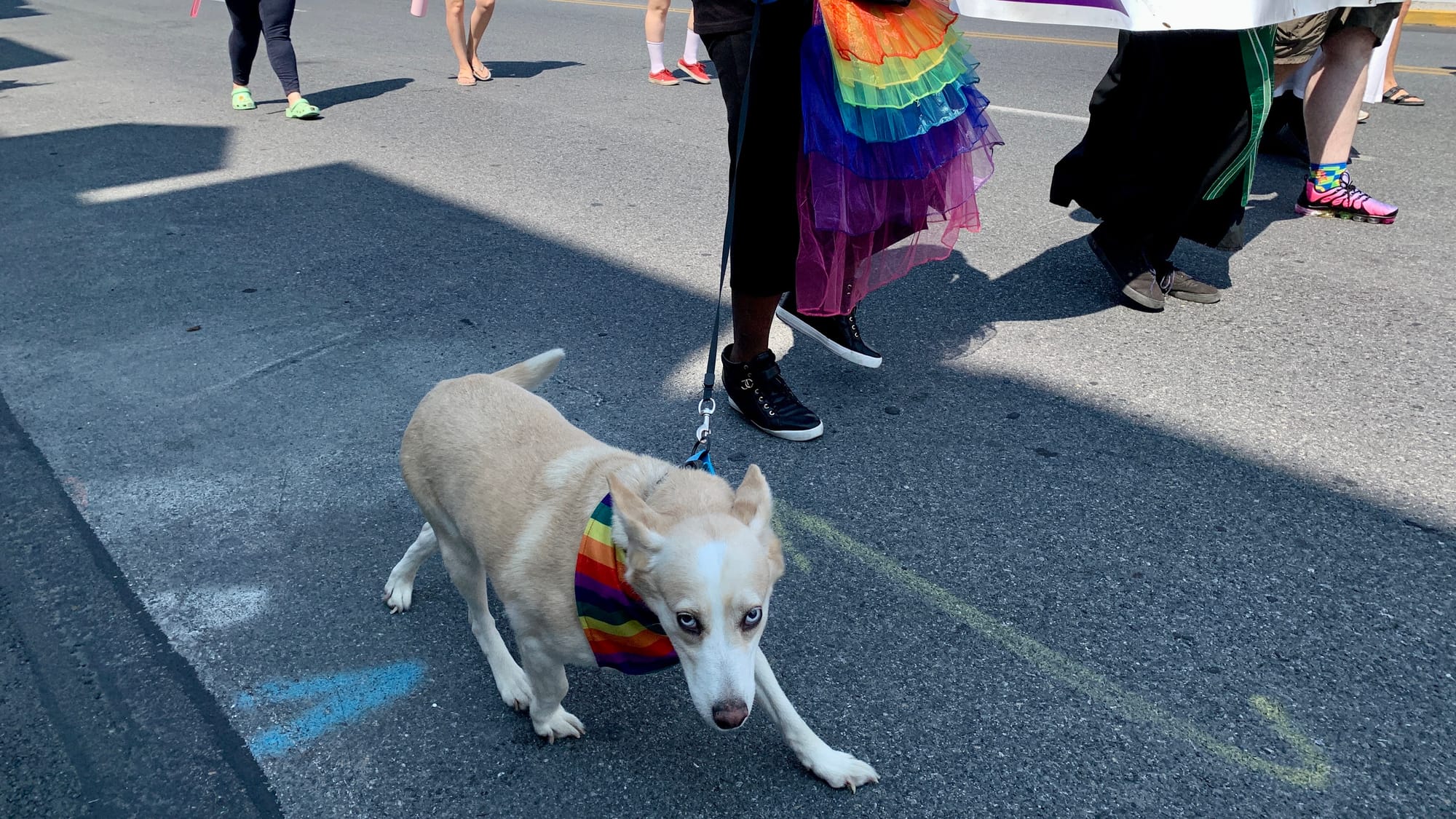 A dog marches at the Pride Parade.