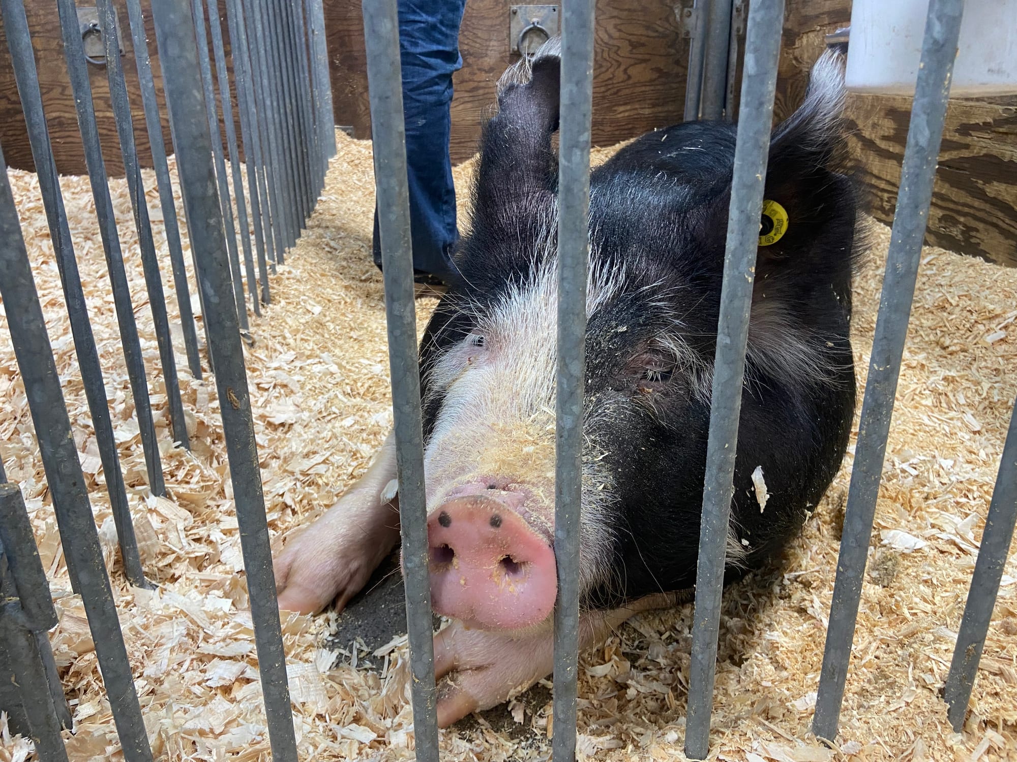 The 109th PA Farm Show opened Friday. Billed as the largest indoor agricultural event in the world, it includes 24 acres of a
