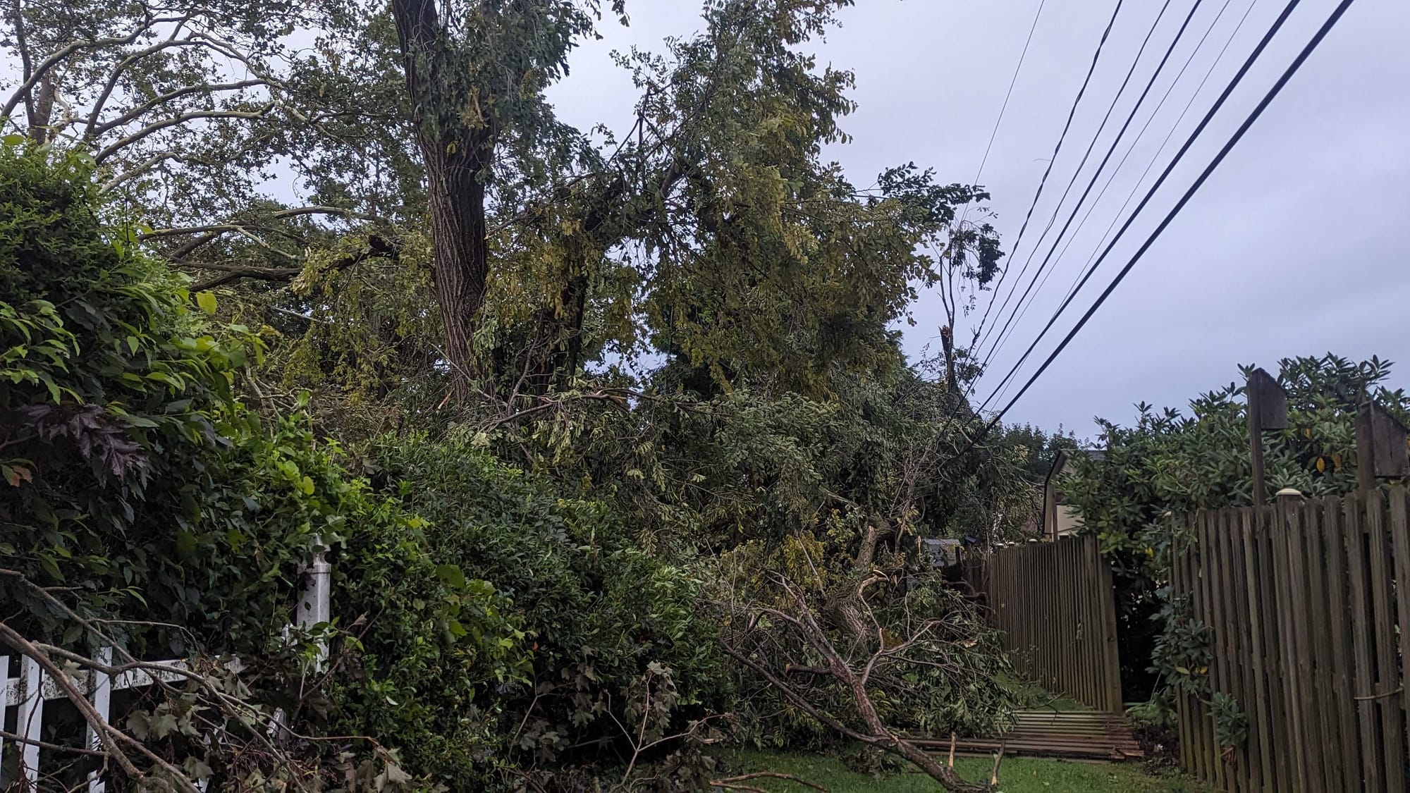 Trees on power lines.