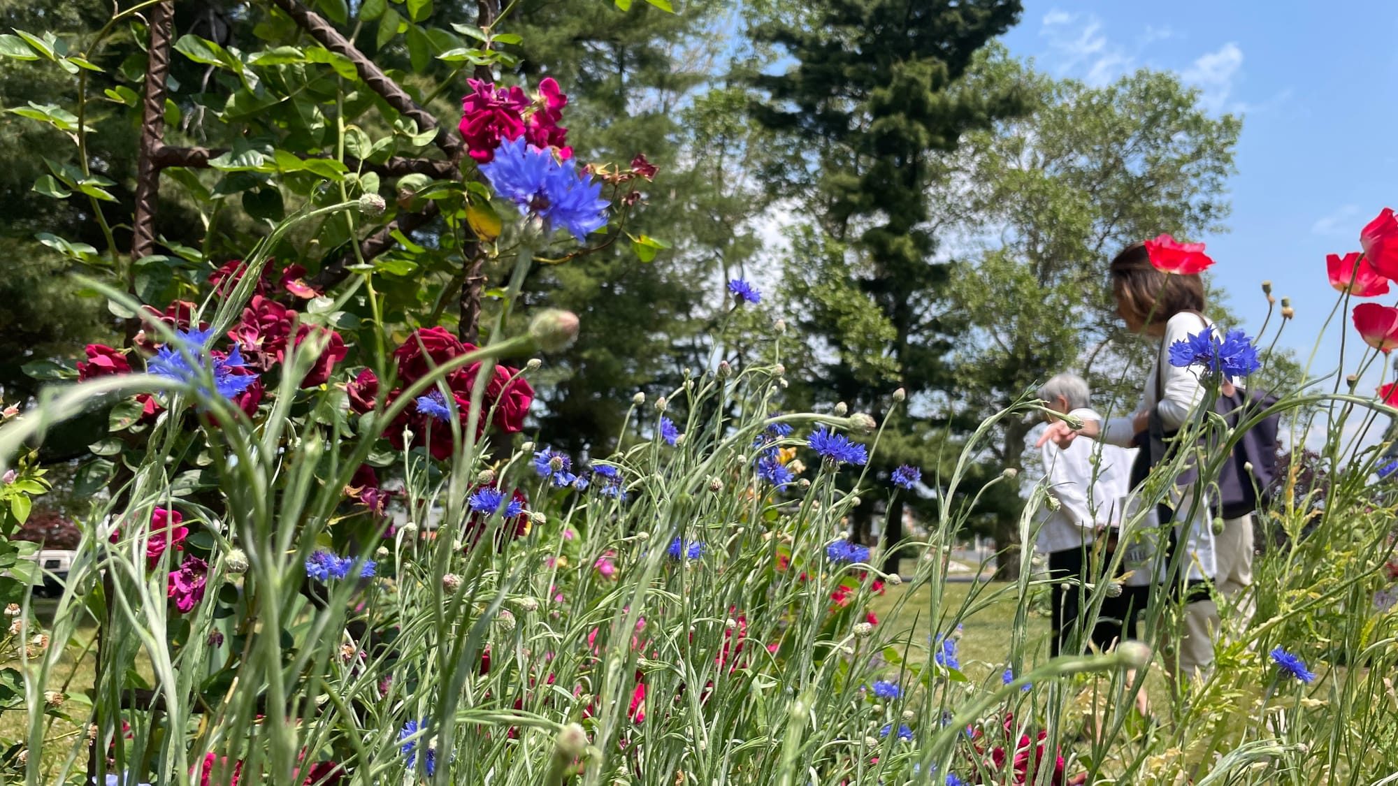 Residents check out the spread as blue Bachelor's Button perennials stand nearby.