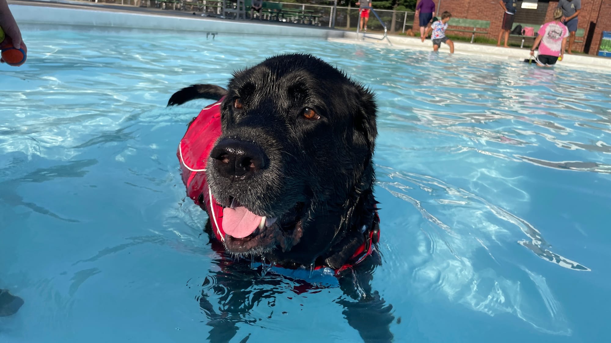 Grizzly Bear, 7, a Labrador-English Mastiff mix, catches a cool breeze at the 18th Annual Doggie Dip Days in Allentown. Photo