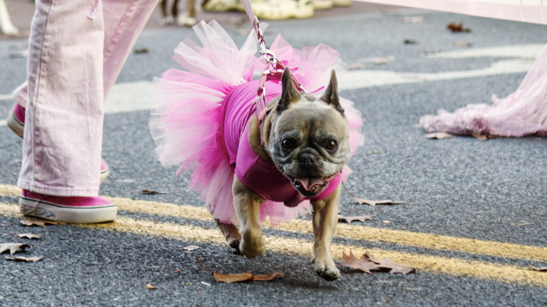 Hundreds of people and pets marched in the Bethlehem Halloween Parade on Sunday. Despite being rained out for its initial dat