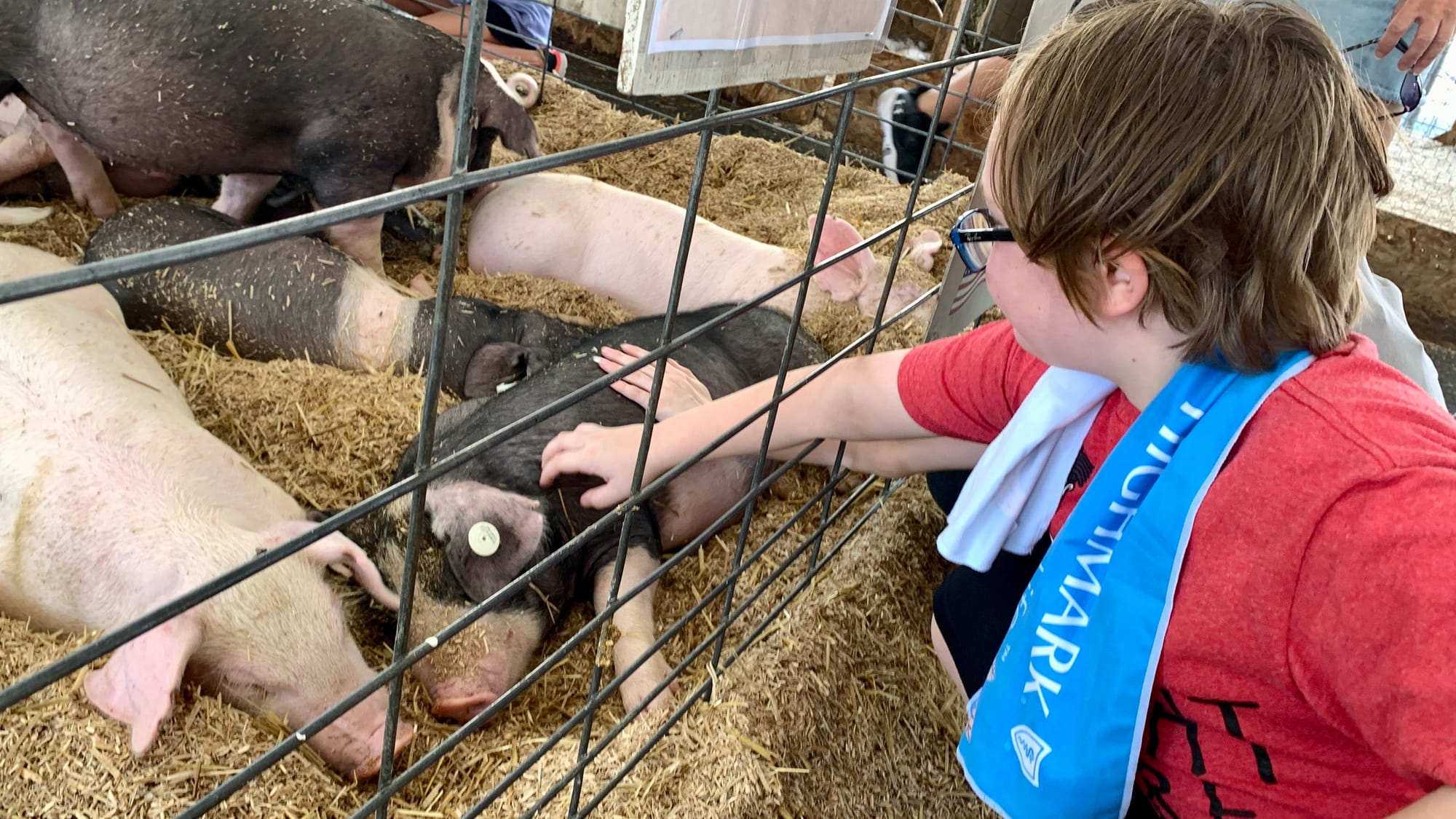 A piglet at the 4-H section of the Great Allentown Fair.