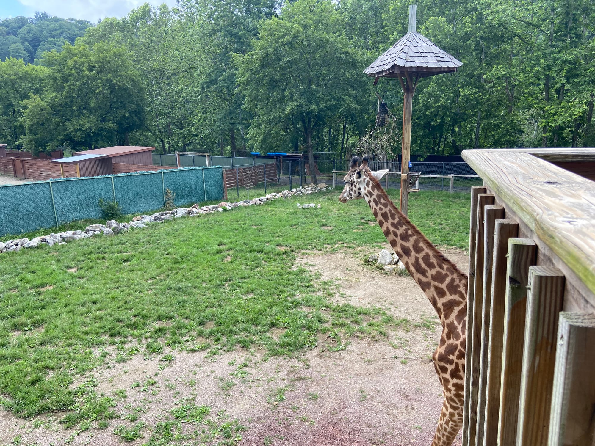 The Lehigh Valley Zoo on Tuesday held its annual "Independence Day Celebration." The event included patriotic enrichment for 