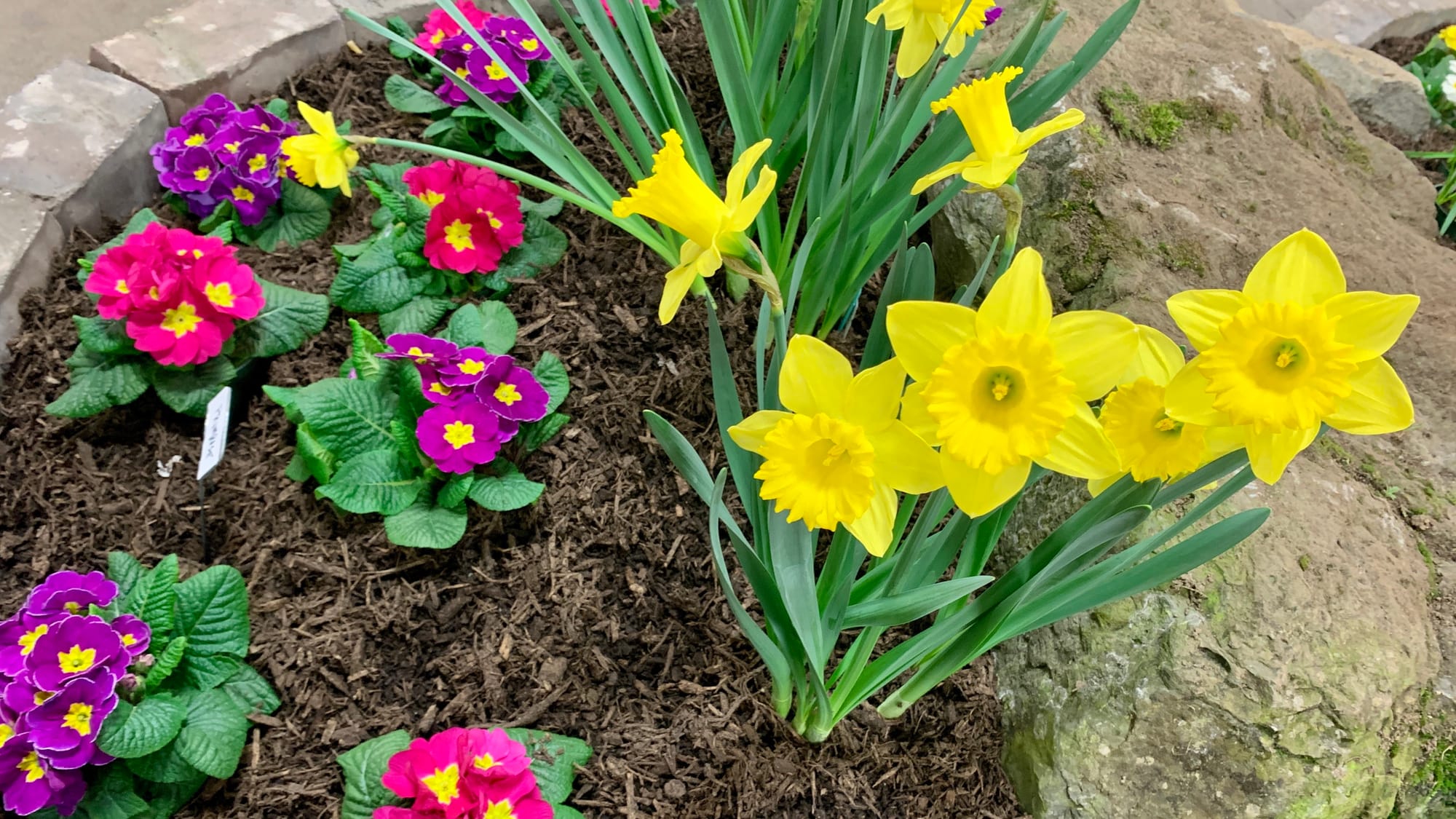 Flowers at the 2024 Allentown Flower & Garden Show.