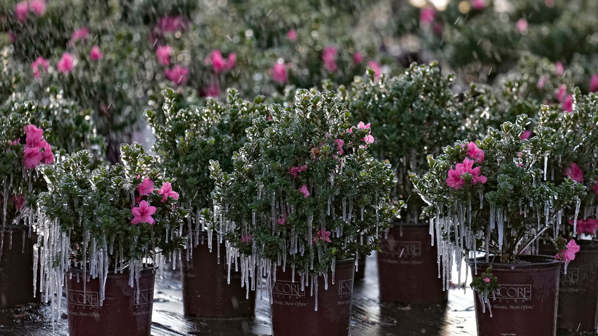 Icicles hang from ornamental plants at sunrise Saturday, Dec. 24, 2022, in Plant City, Fla. Farmers spray their crops with sp
