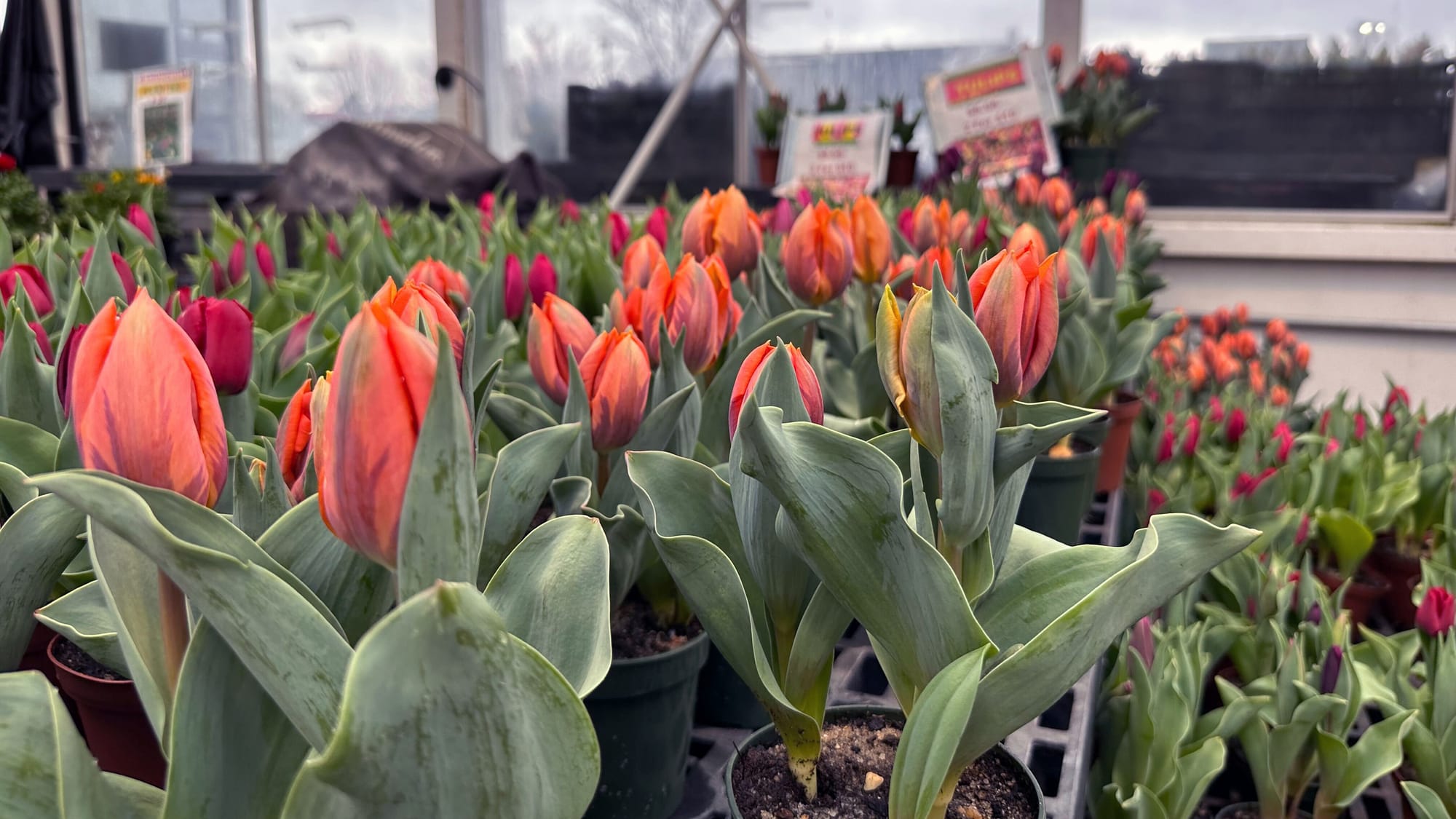 Dan Shantz Greenhouse, a popular plant destination in Allentown, closed in December 2023. But now it's back, temporarily, and