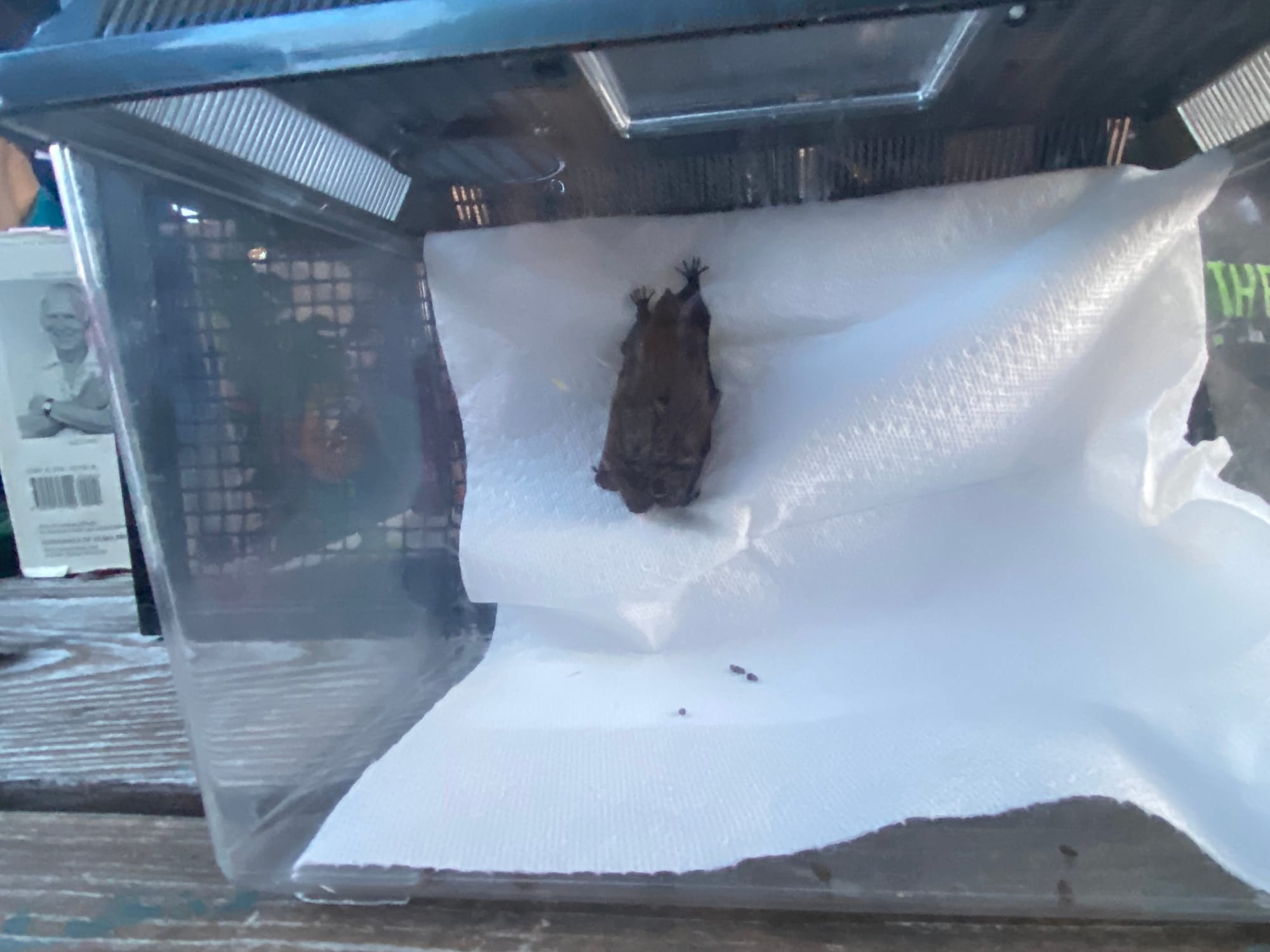 Sue Gallagher, chief naturalist for the Carbon County Environmental Education Center, hosted an education bat event Friday at