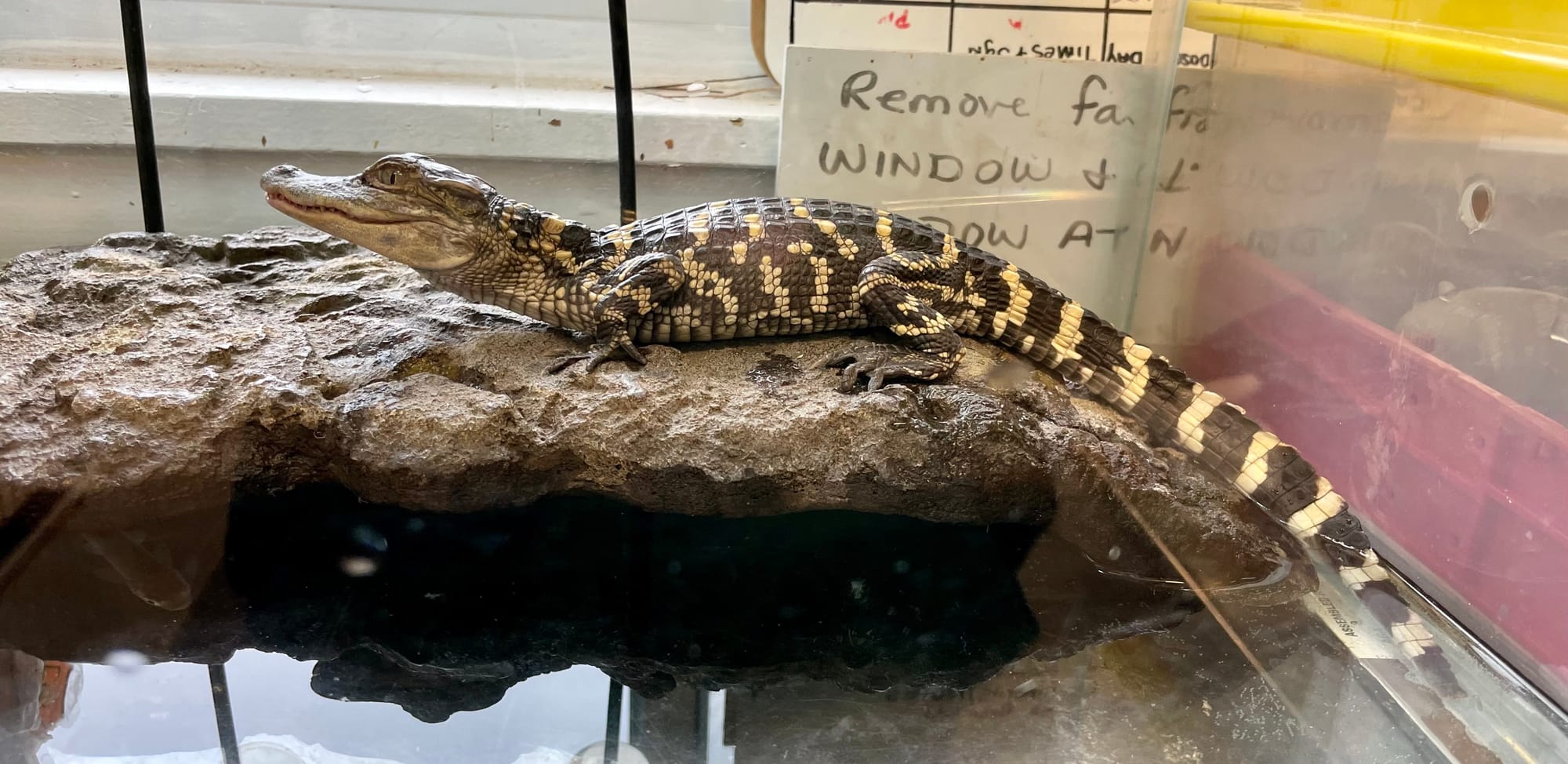 The baby alligator after it was cleaned up by workers Friday, April 28, 2023, at the wastewater treatment plant operated by t