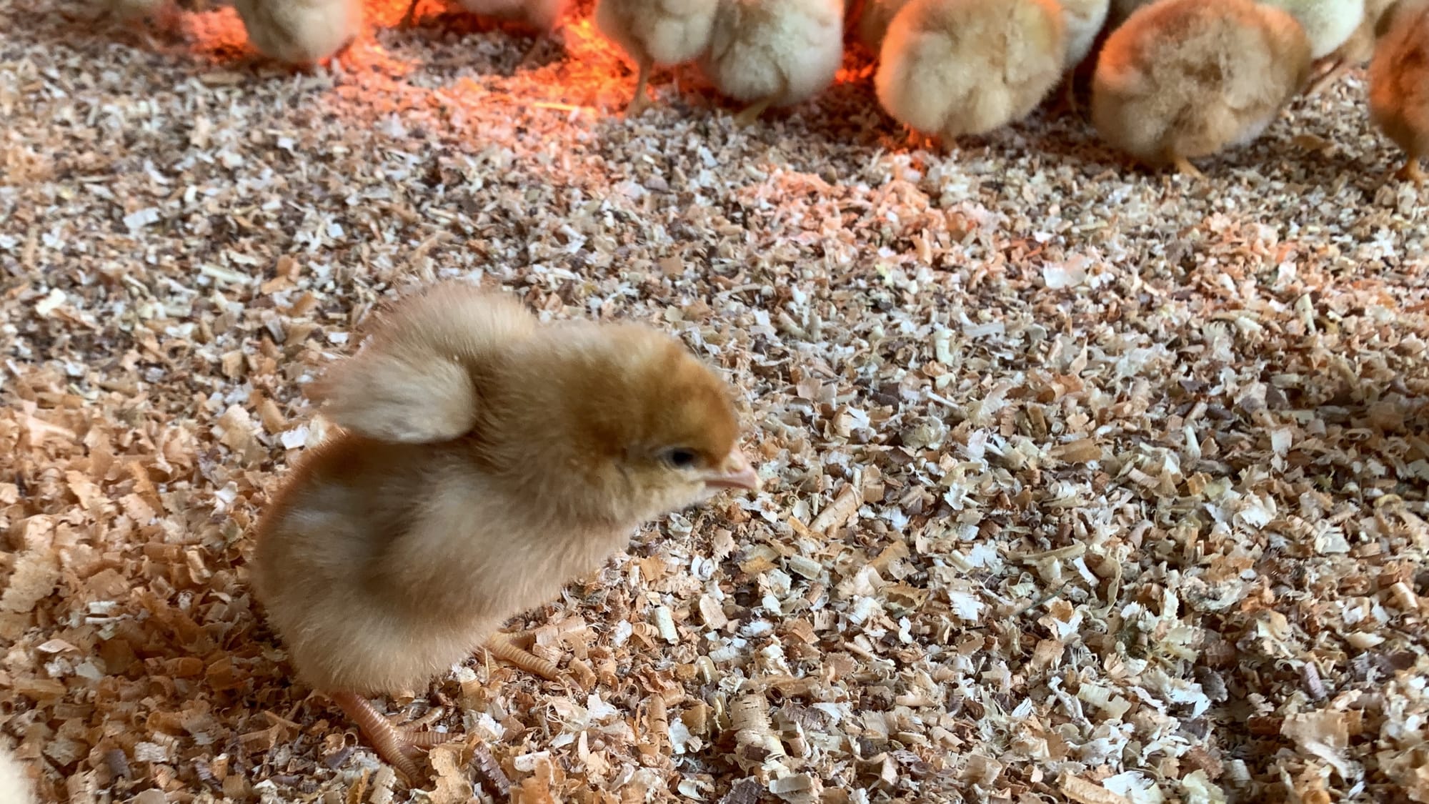 A baby chick tries to fly at Willow Haven Farm.