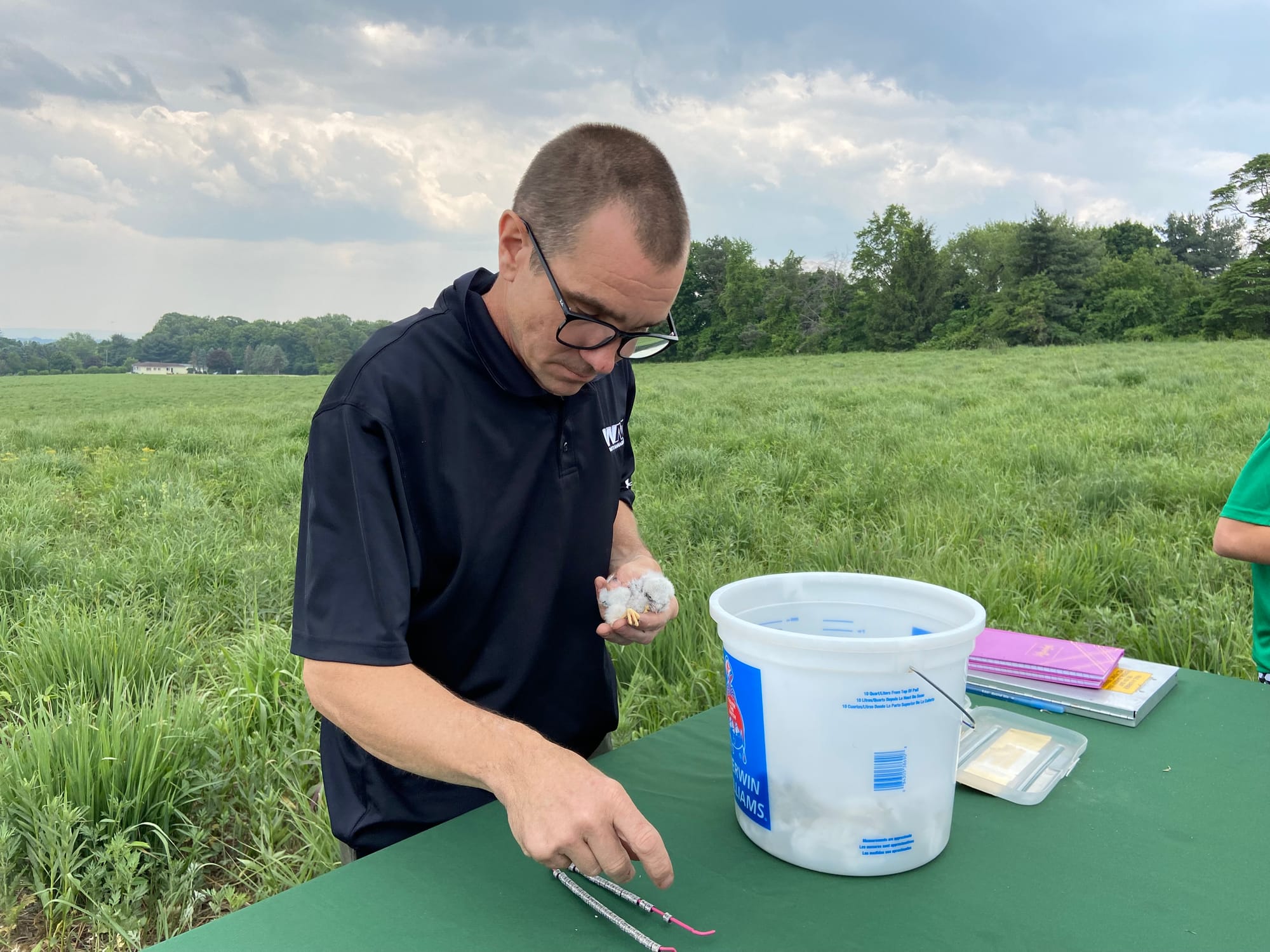 Five American kestrels, four male and one female, were banded Thursday afternoon at Grand Central Landfill in Pen Argyl.
