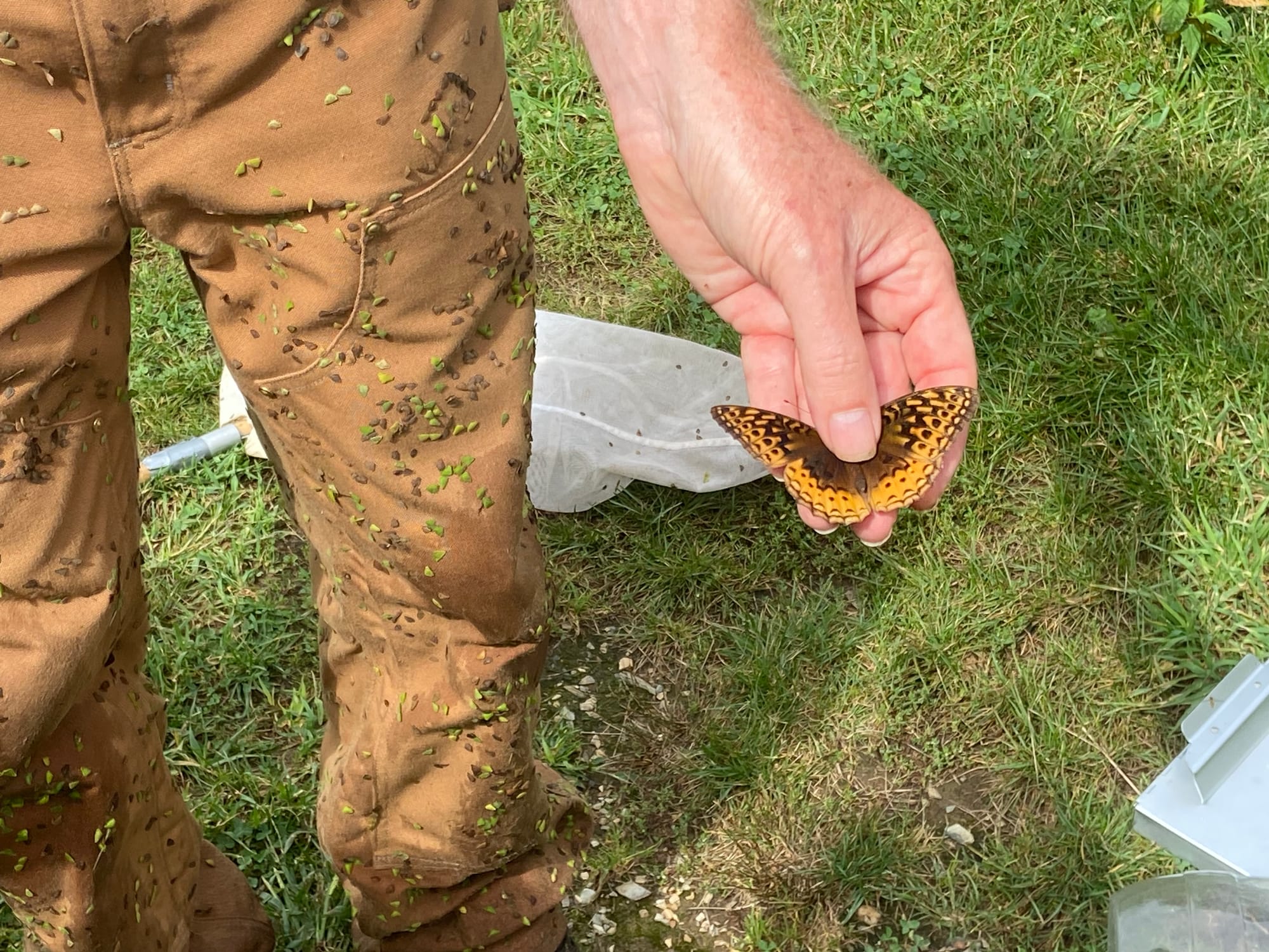 Officials at Jacobsburg Environmental Education Center on Wednesday held their annual "Monarch Madness" event for adults. Vol