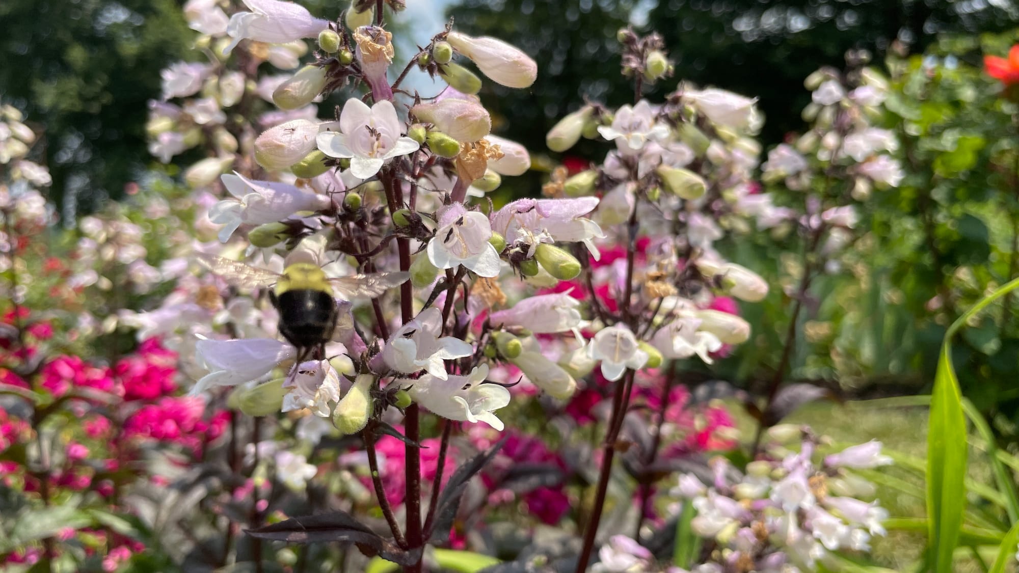 A bee takes flight near some Penstemon plants.