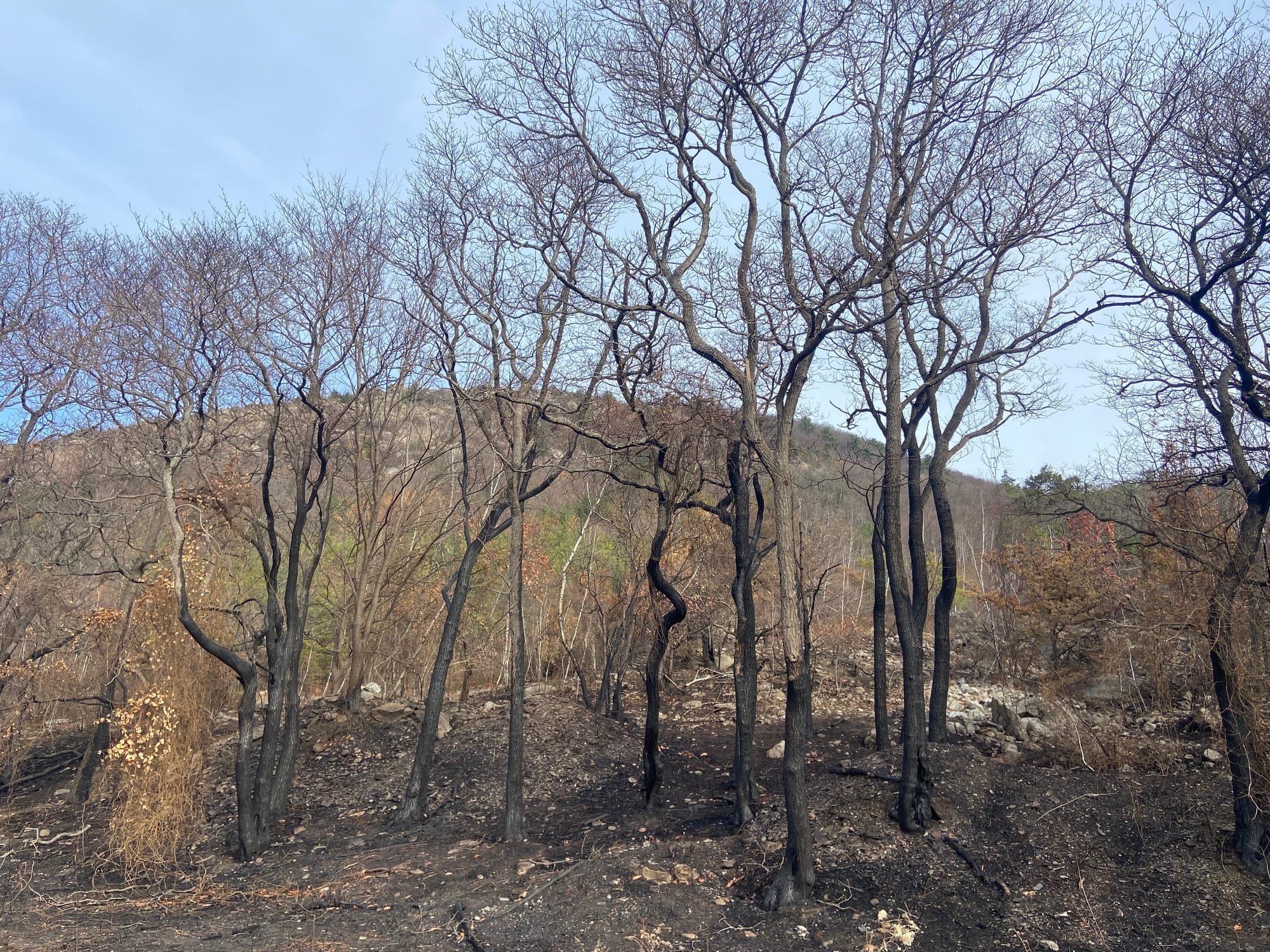 The aftermath of the Blue Mountain fire. Photo taken Wednesday, Nov. 27, 2024.