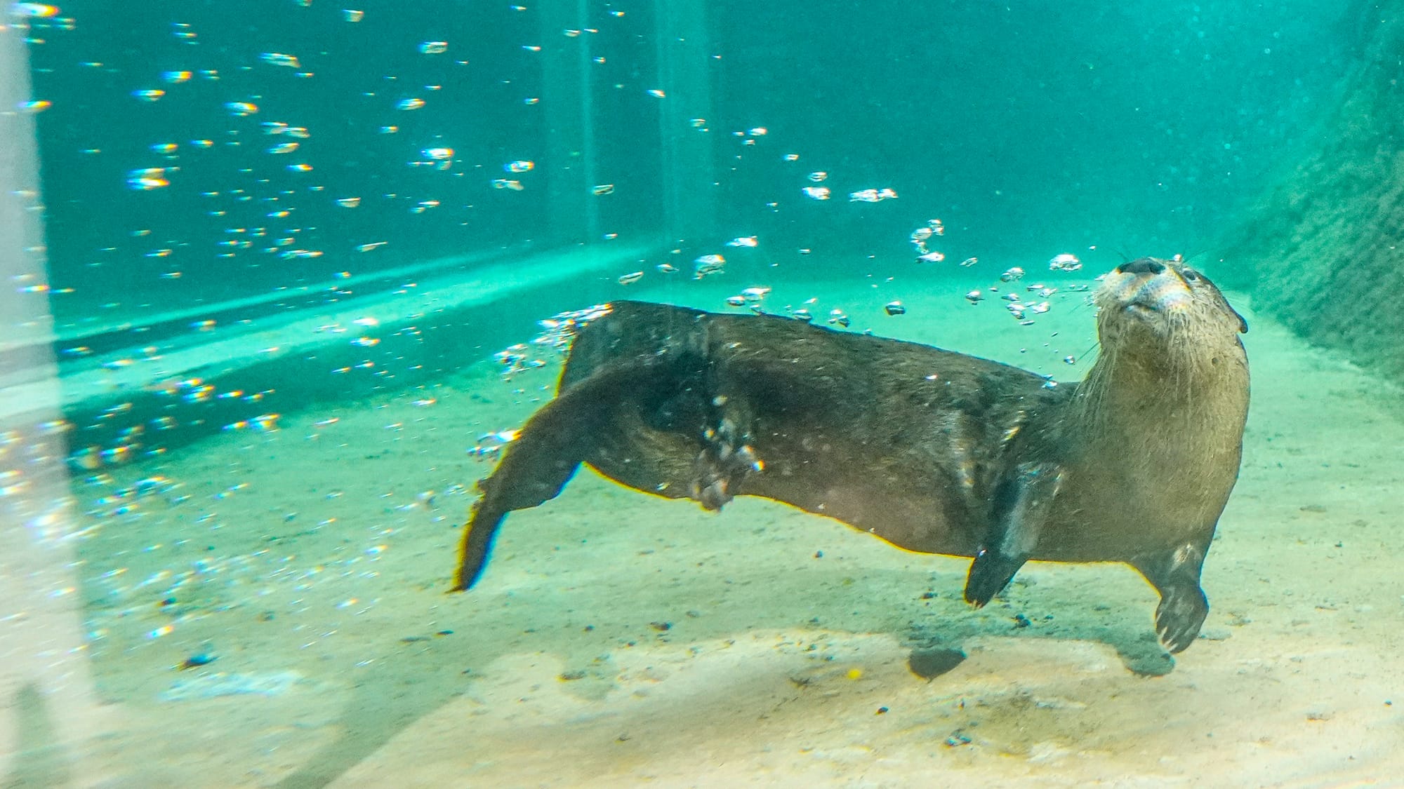 An otter swims in its Allentown home. The Da Vinci Science Center at 815 Hamilton Street, Allentown, held a preview day on We