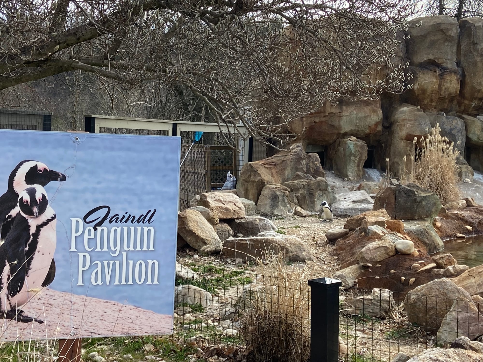 Three African penguins recently joined the Lehigh Valley Zoo's colony, bringing the total to 14. Cogsworth, LeFou and Lumiere