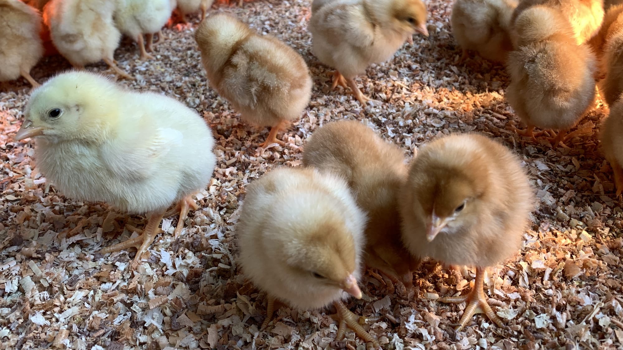 Baby chicks at Willow Haven Farm.