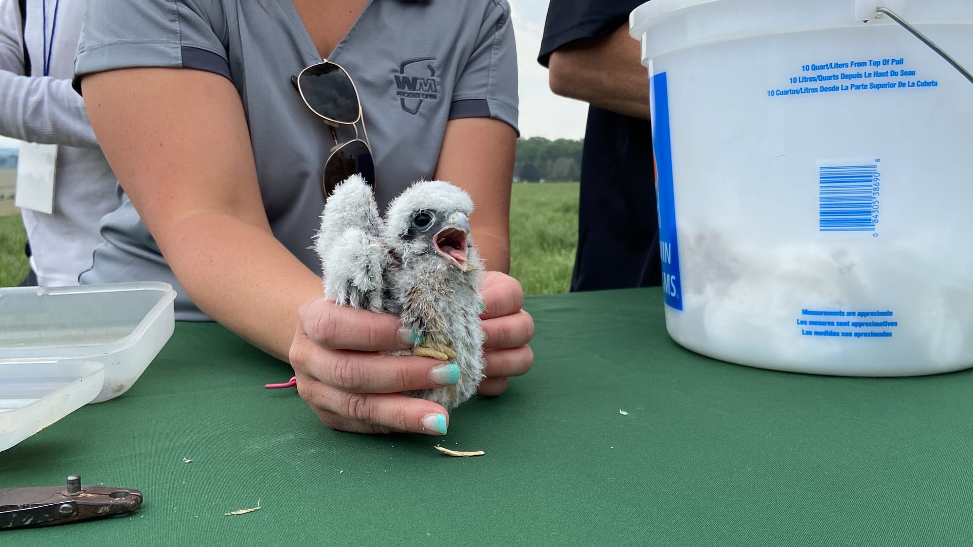 Five American kestrels, four male and one female, were banded Thursday afternoon at Grand Central Landfill in Pen Argyl.