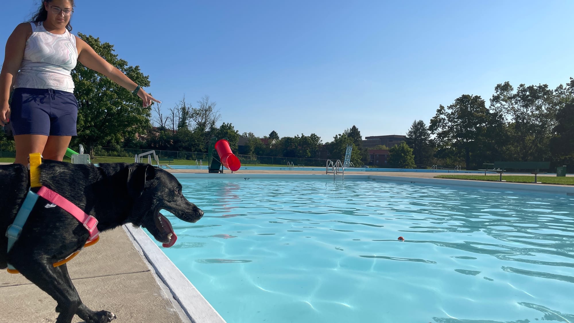Diesel, 3, a Labrador mix, contemplates going after a ball in Mack Pool at the 18th Annual Doggie Days in Allentown. Owner Al