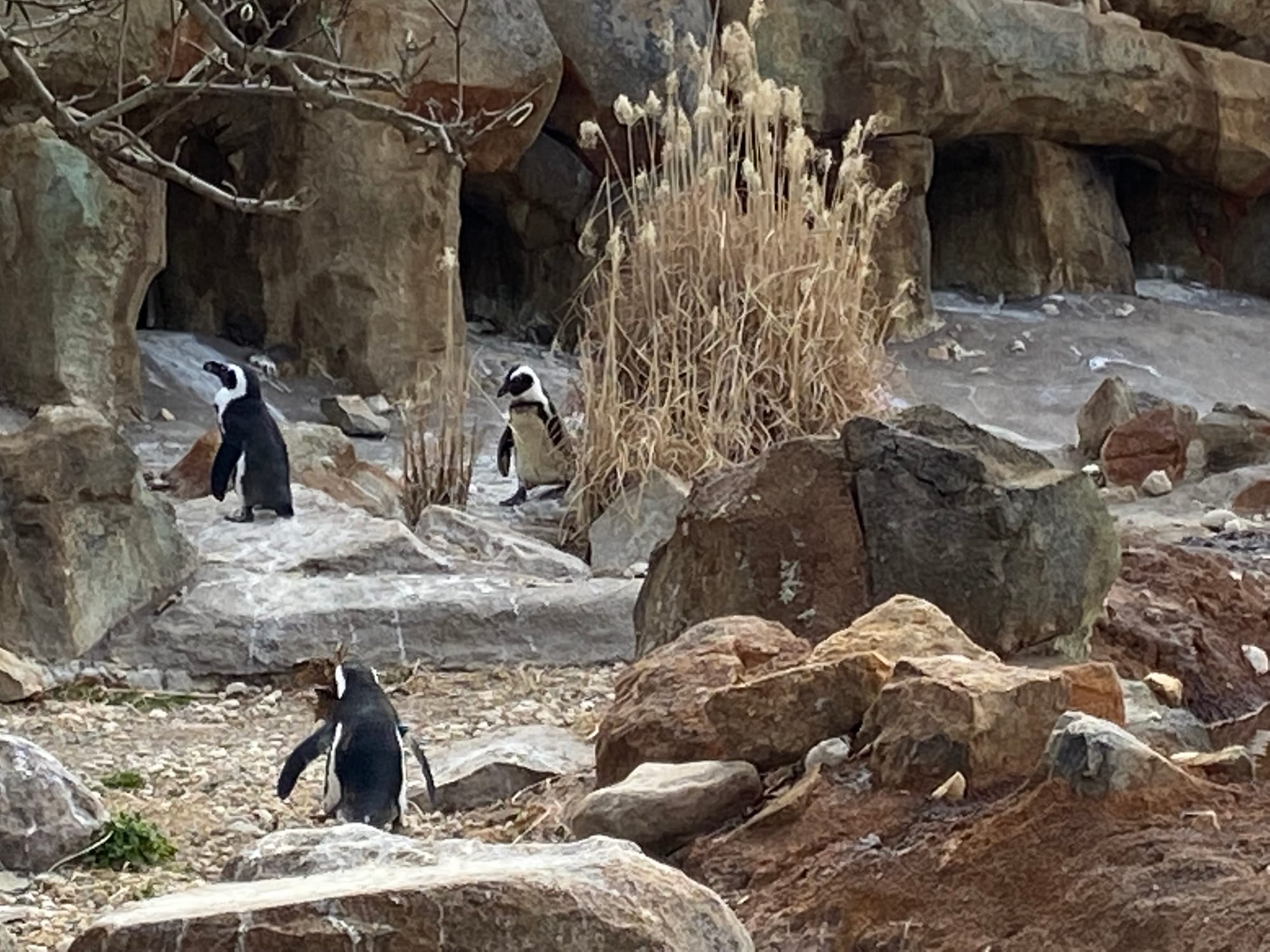 Three African penguins recently joined the Lehigh Valley Zoo's colony, bringing the total to 14. Cogsworth, LeFou and Lumiere
